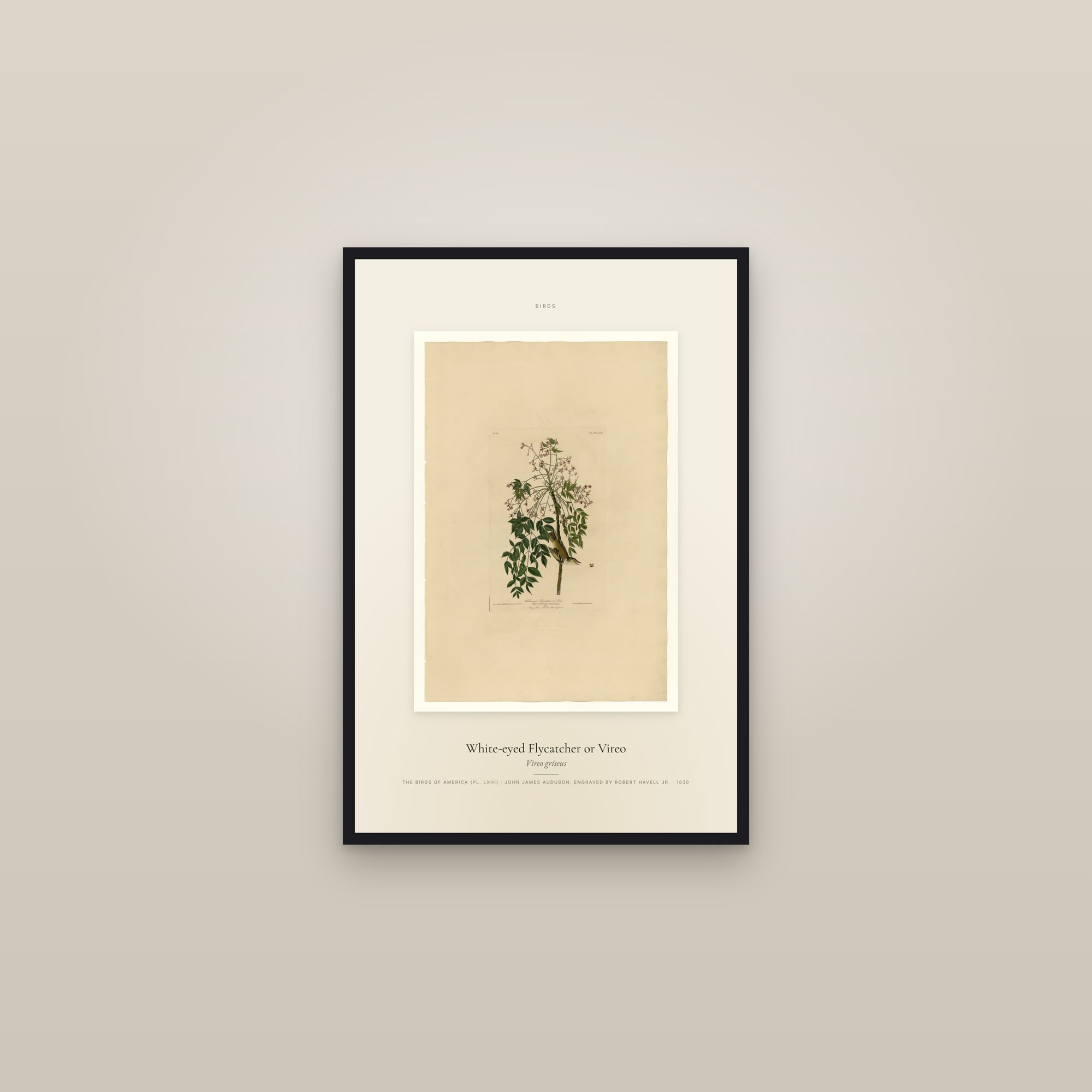 White-eyed Flycatcher or Vireo — Specimen — framed in a gallery setting