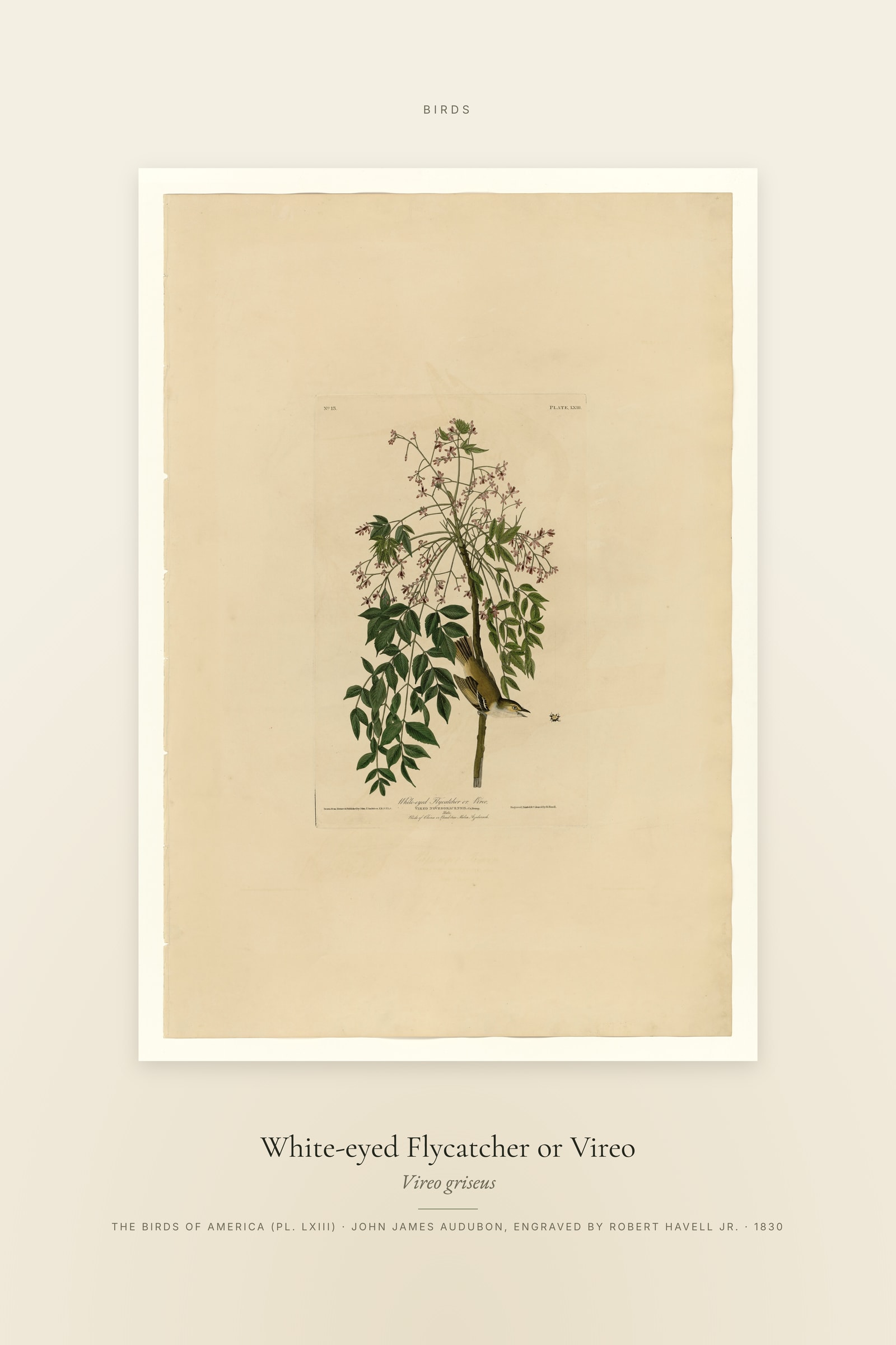 White-eyed Flycatcher or Vireo — Specimen