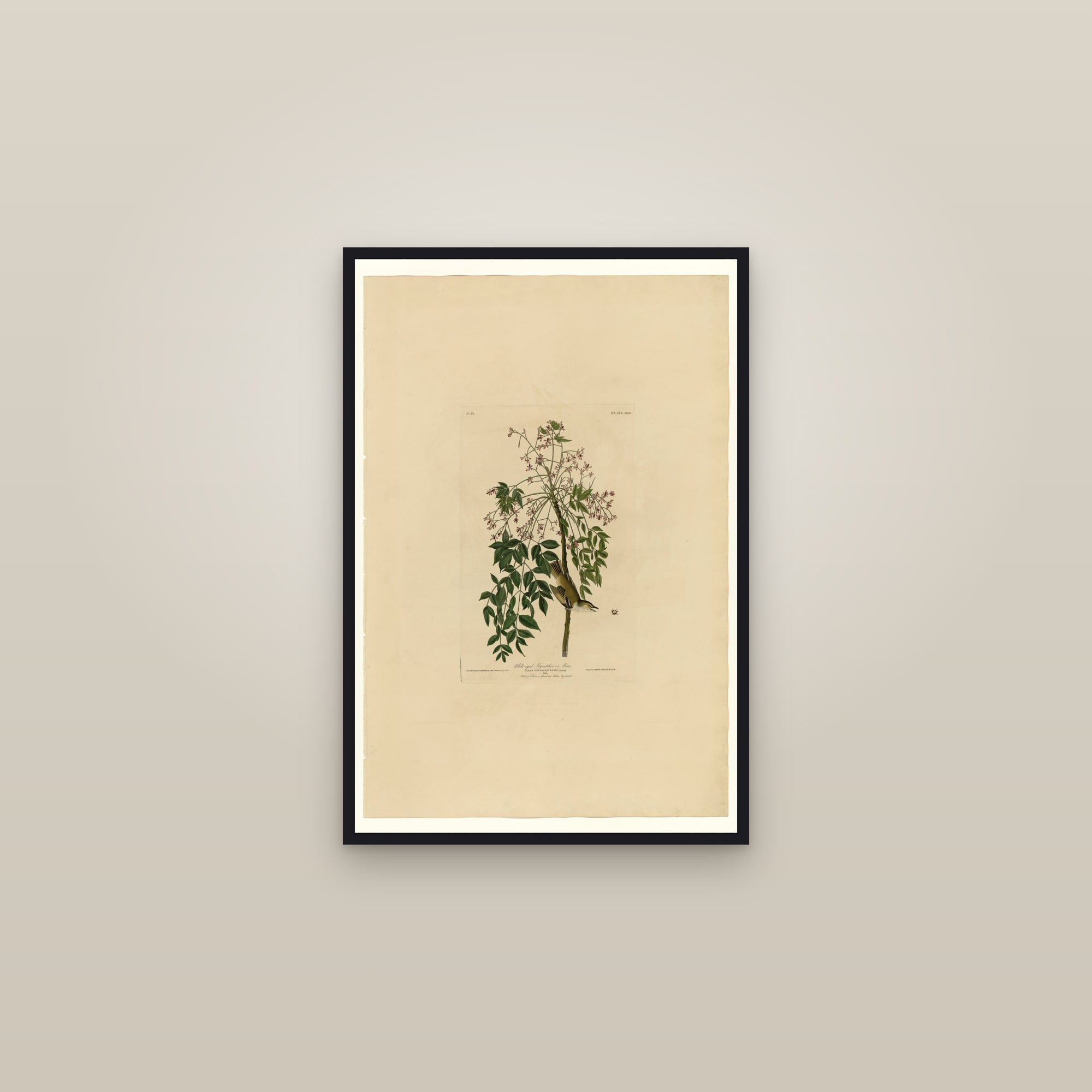 White-eyed Flycatcher or Vireo — framed in a gallery setting