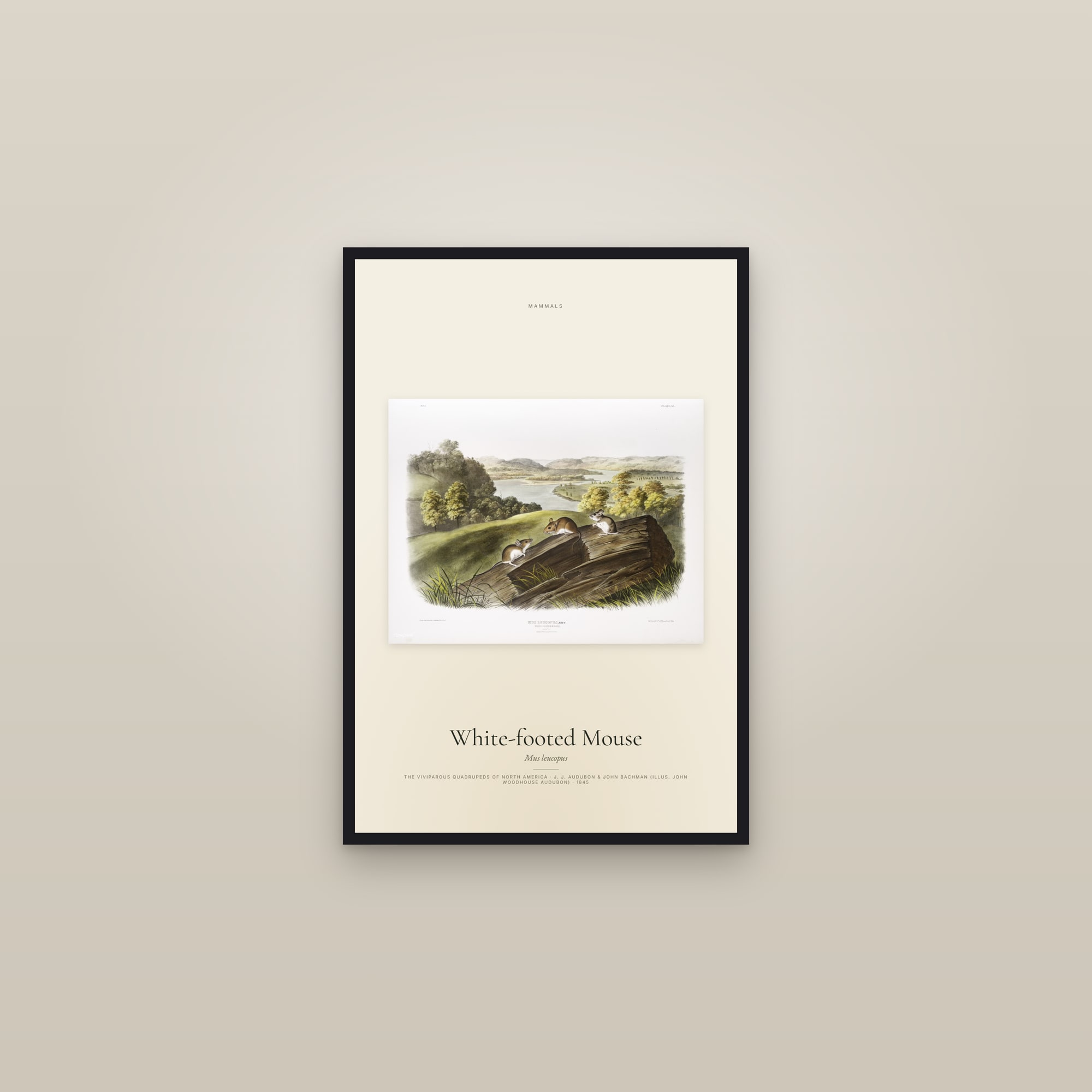White-footed Mouse — framed in a gallery setting