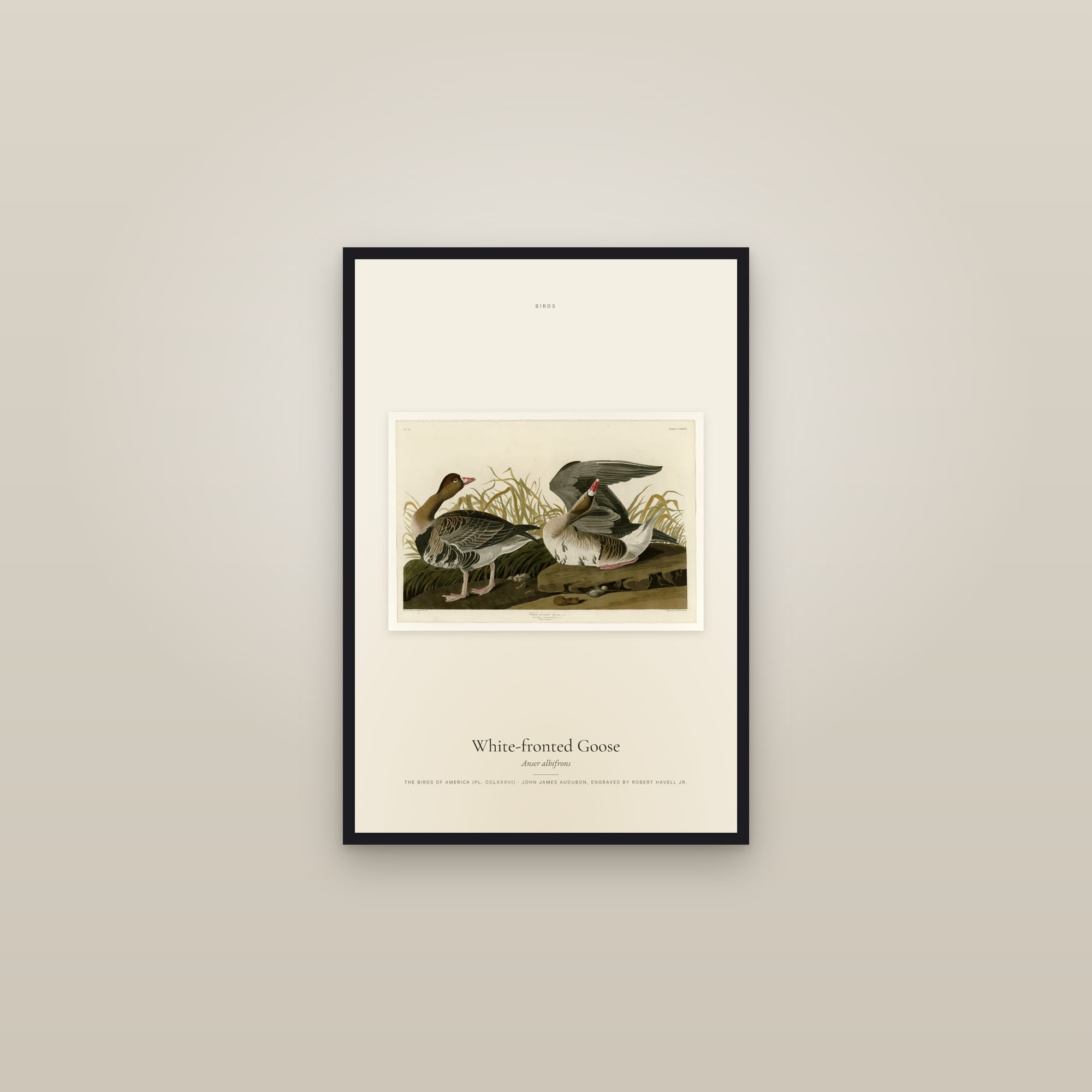 White-fronted Goose — framed in a gallery setting