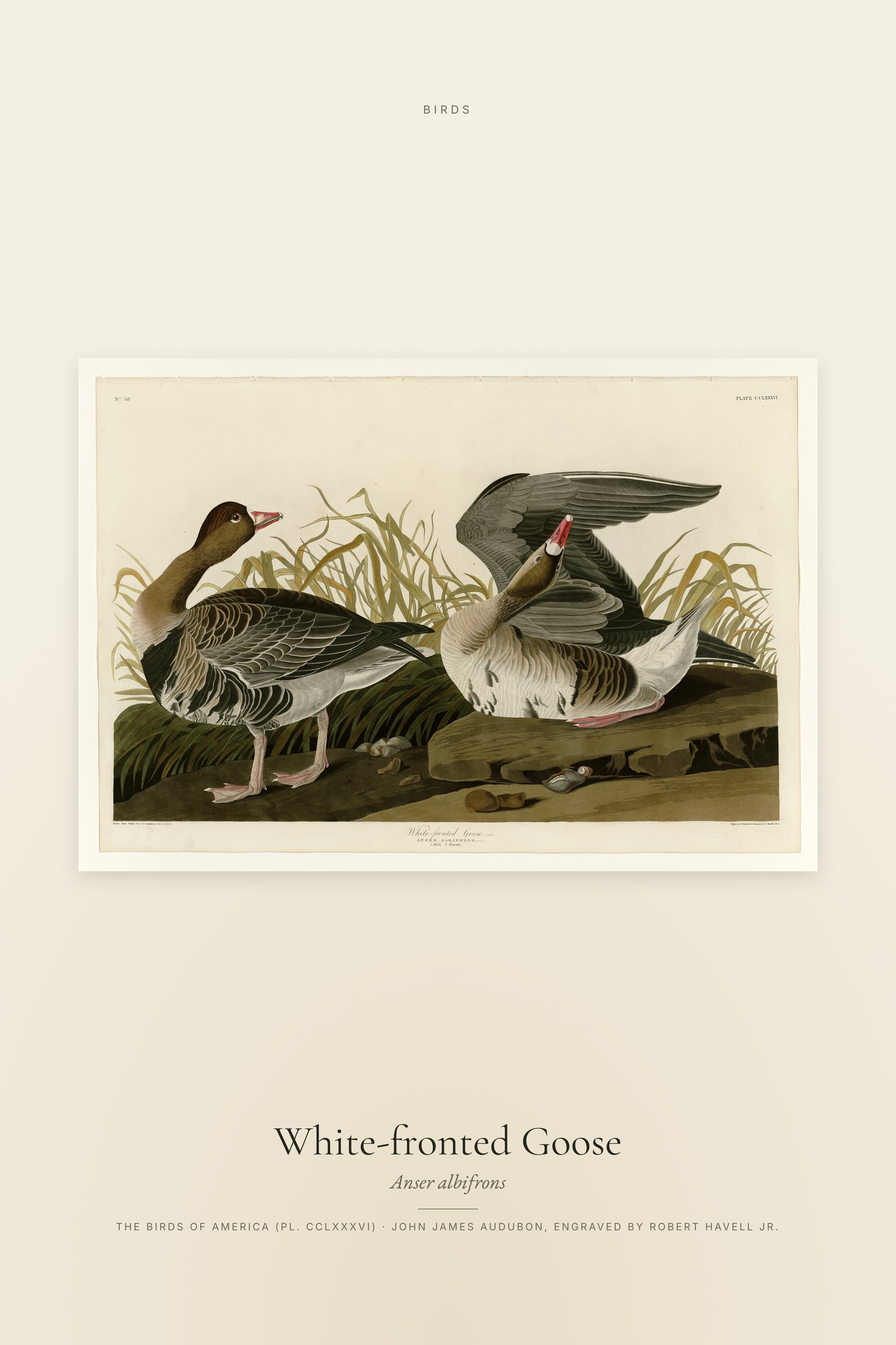 White-fronted Goose