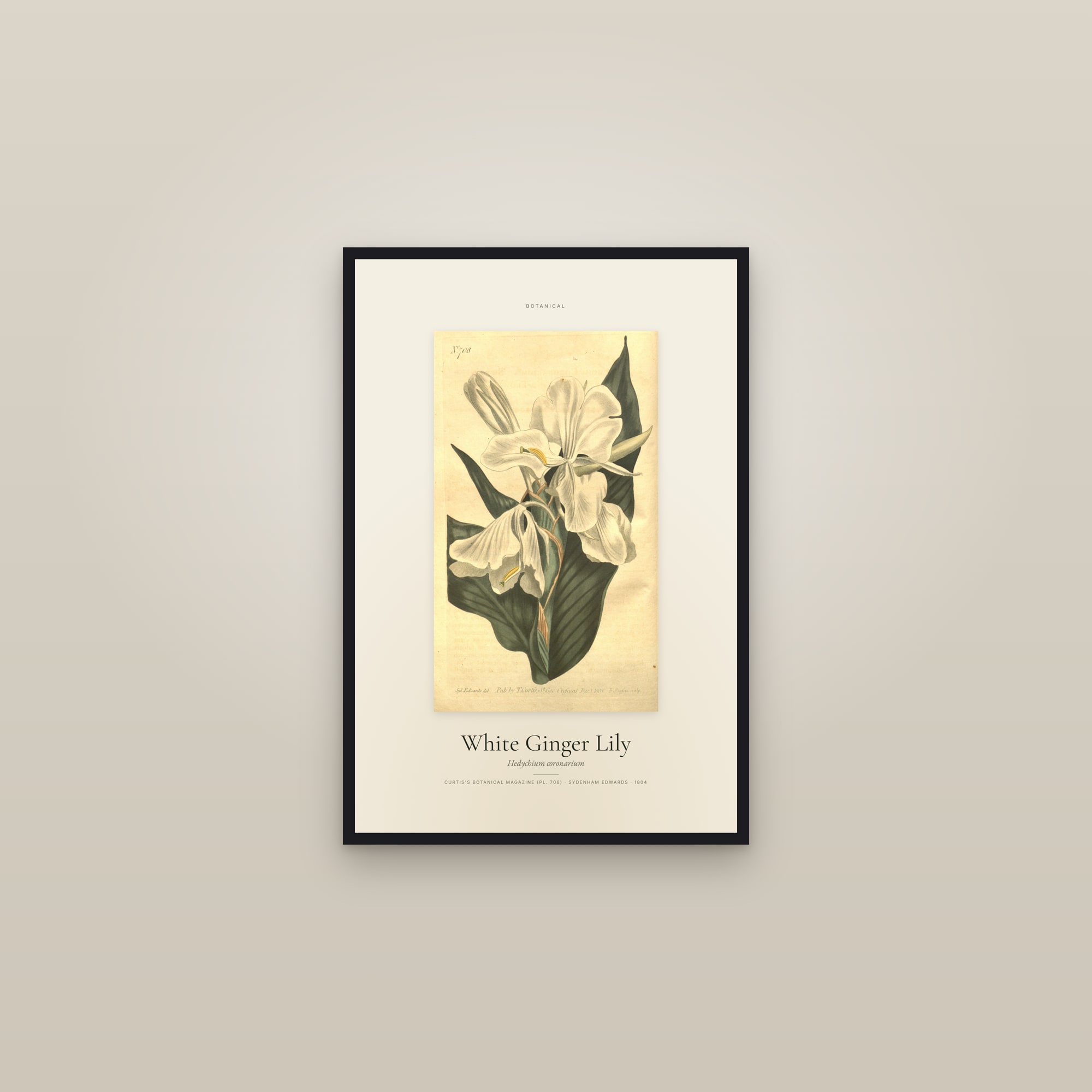 White Ginger Lily — Specimen — framed in a gallery setting