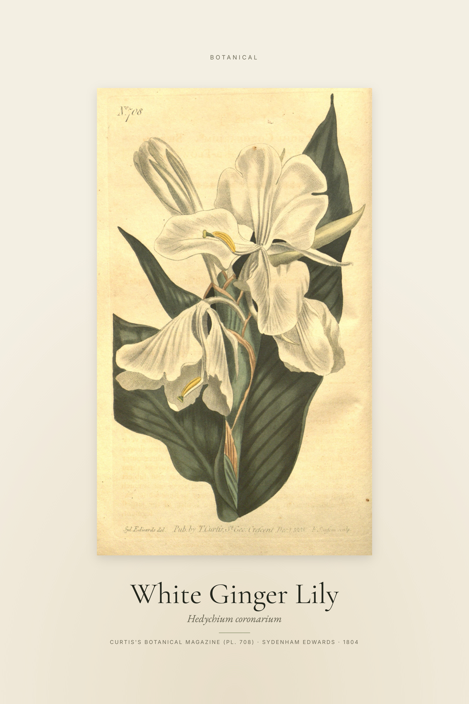 White Ginger Lily — Specimen