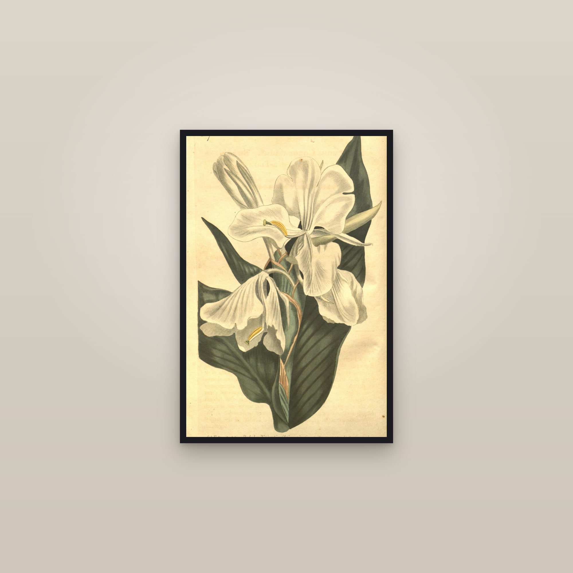 White Ginger Lily — framed in a gallery setting