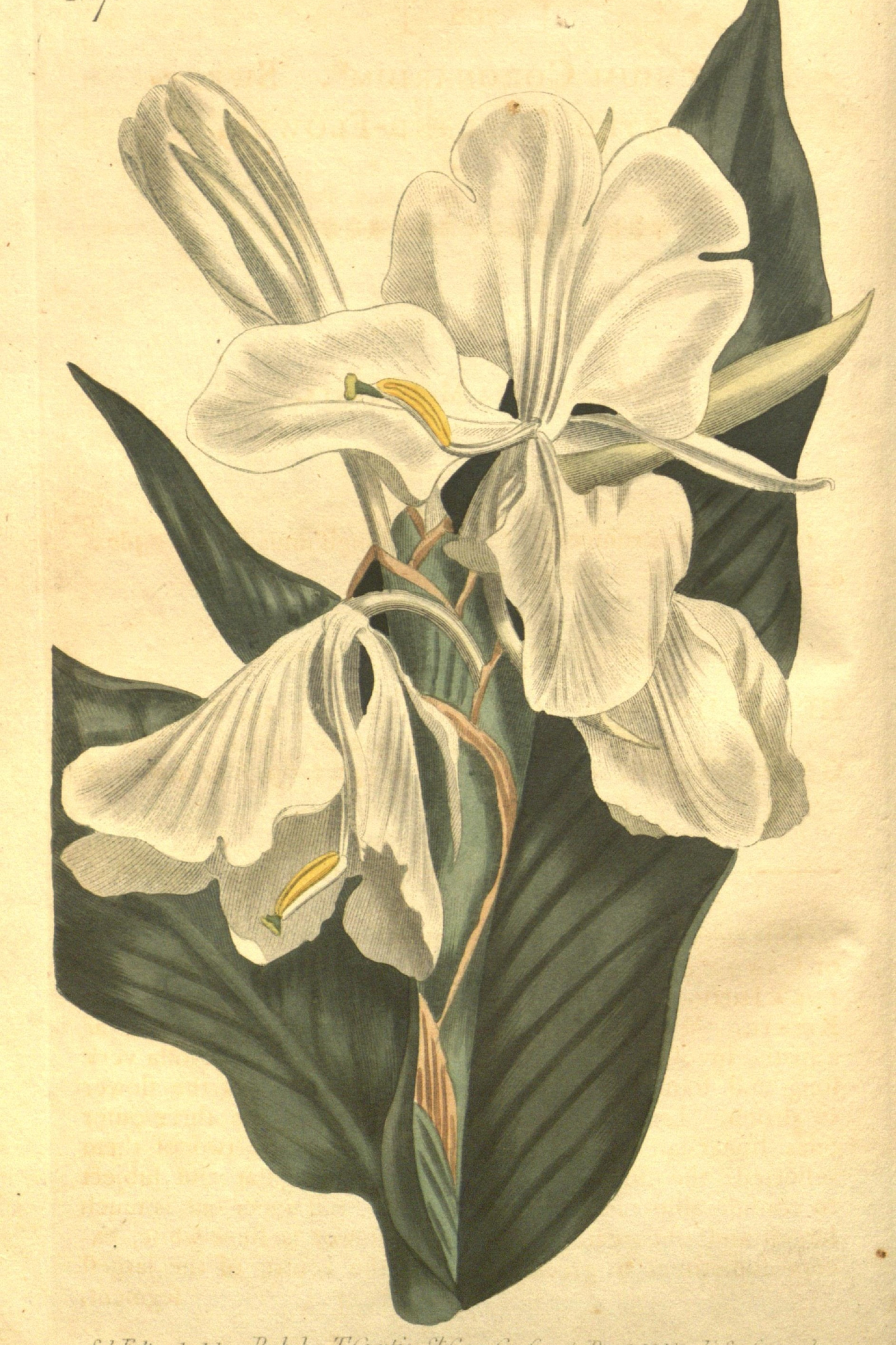 White Ginger Lily
