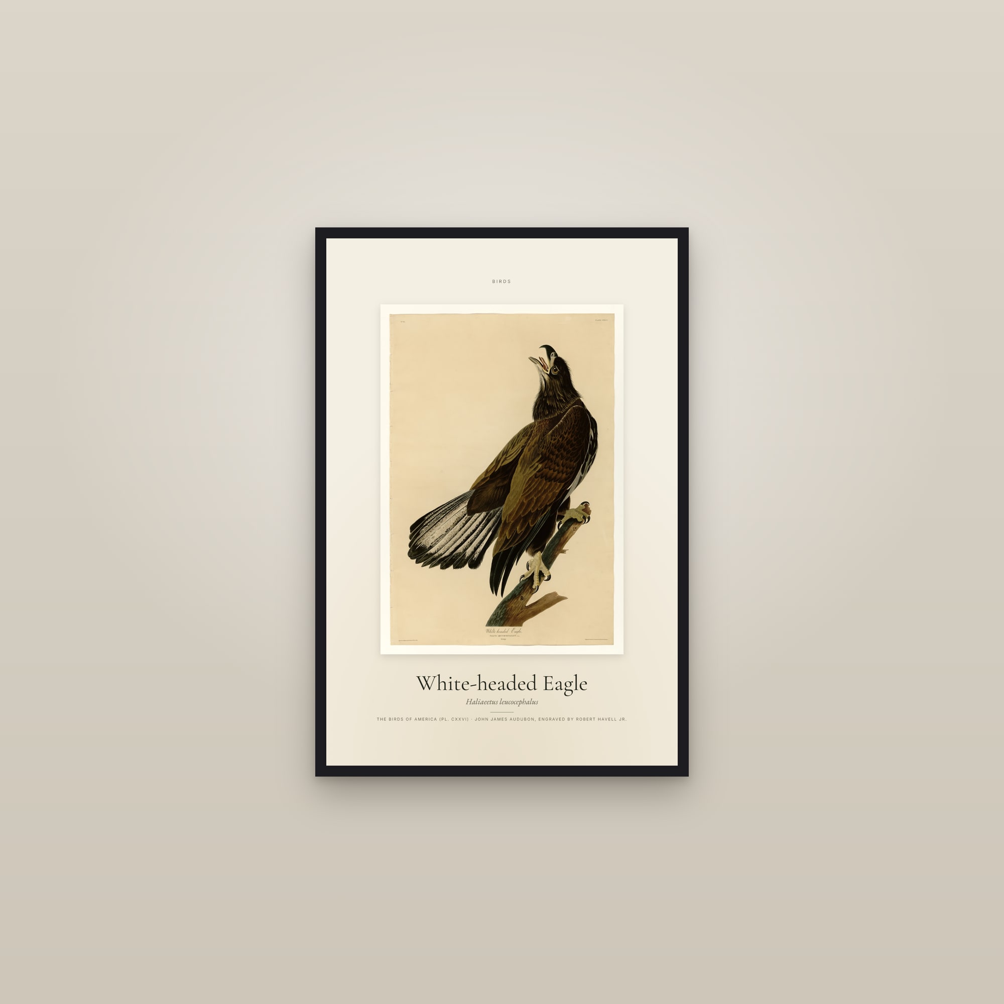 White-headed Eagle — Specimen — framed in a gallery setting
