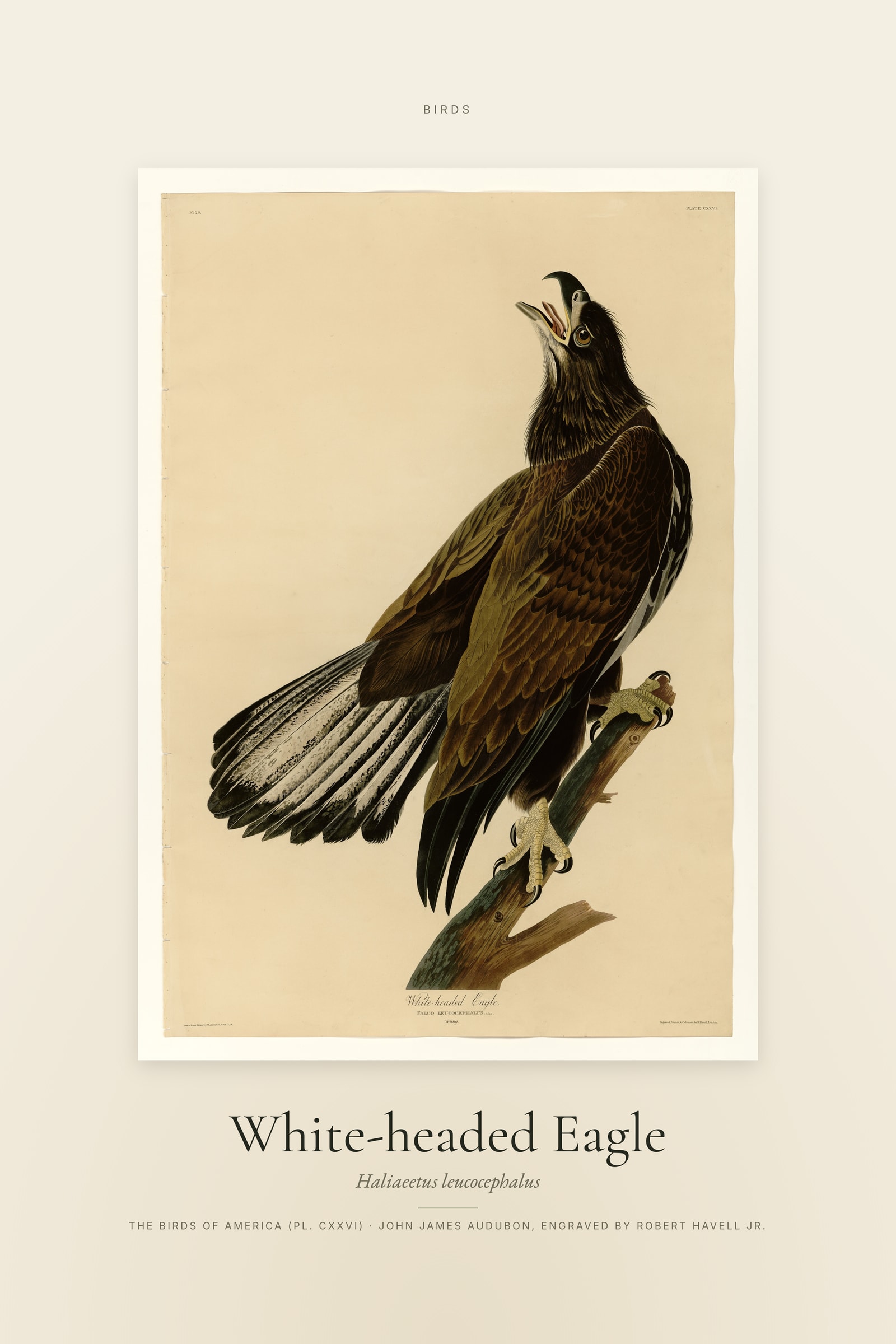 White-headed Eagle — Specimen