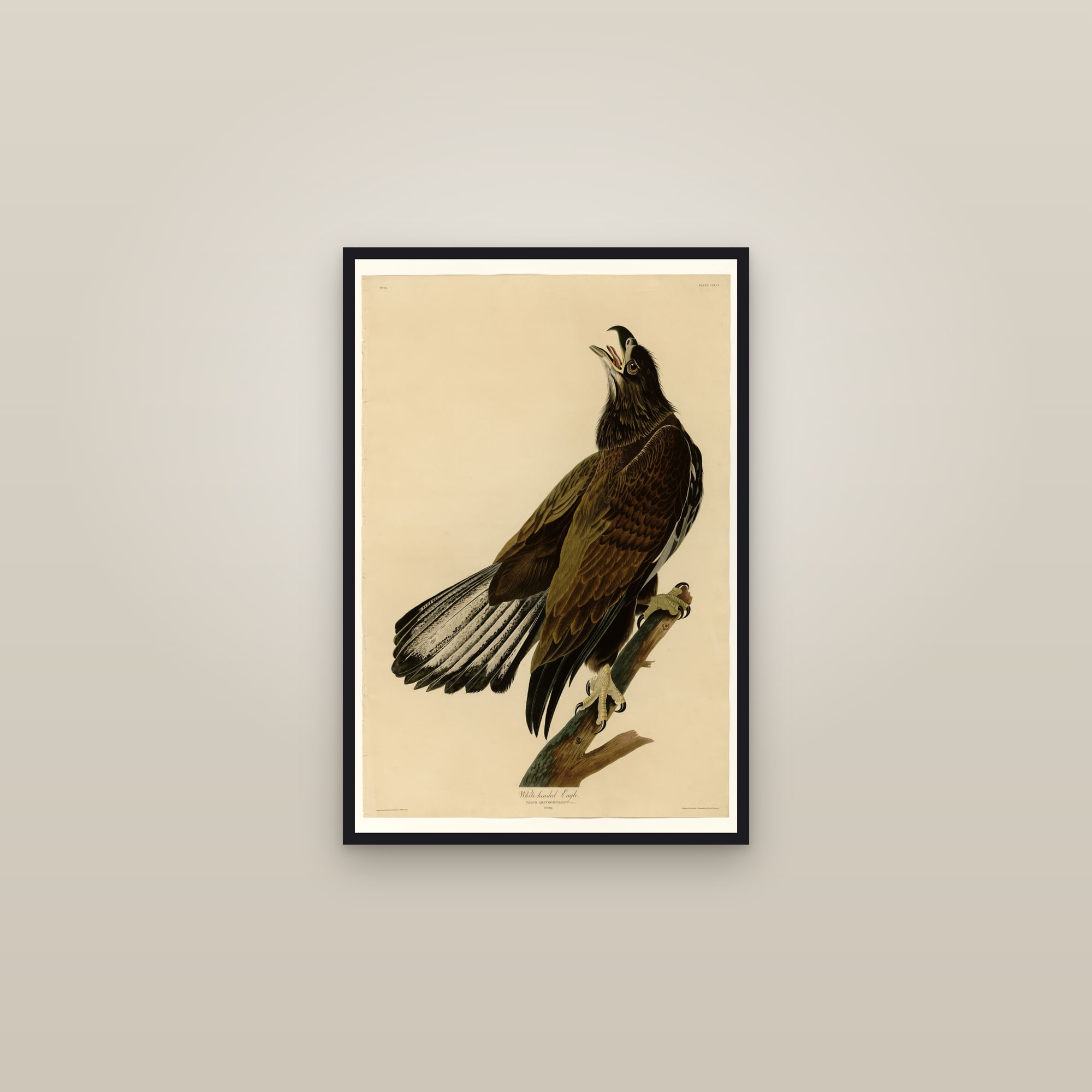White-headed Eagle — framed in a gallery setting
