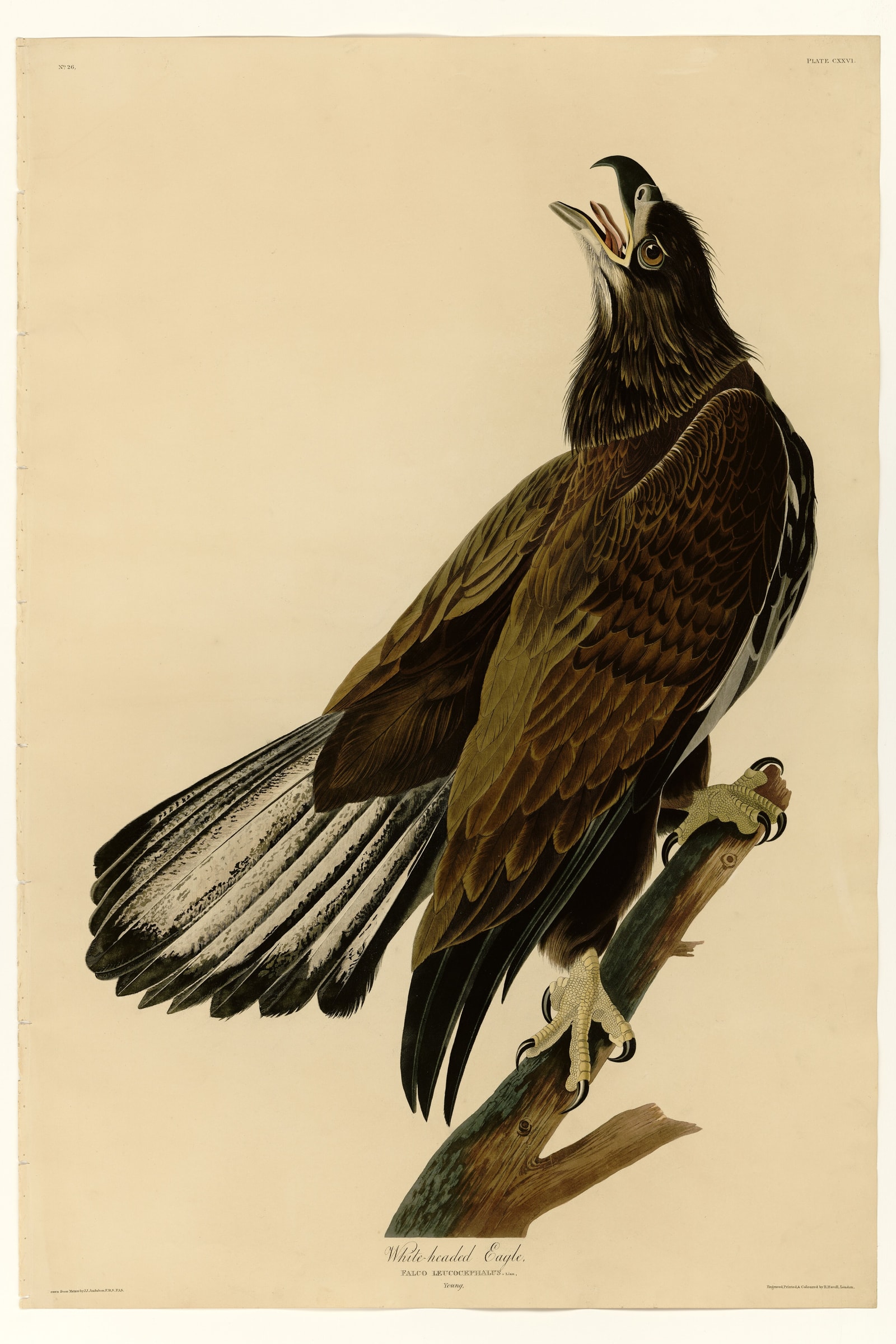 White-headed Eagle