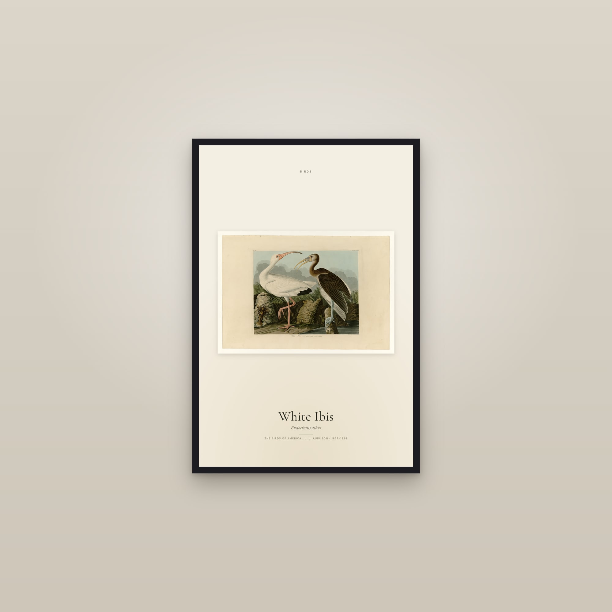 White Ibis — framed in a gallery setting