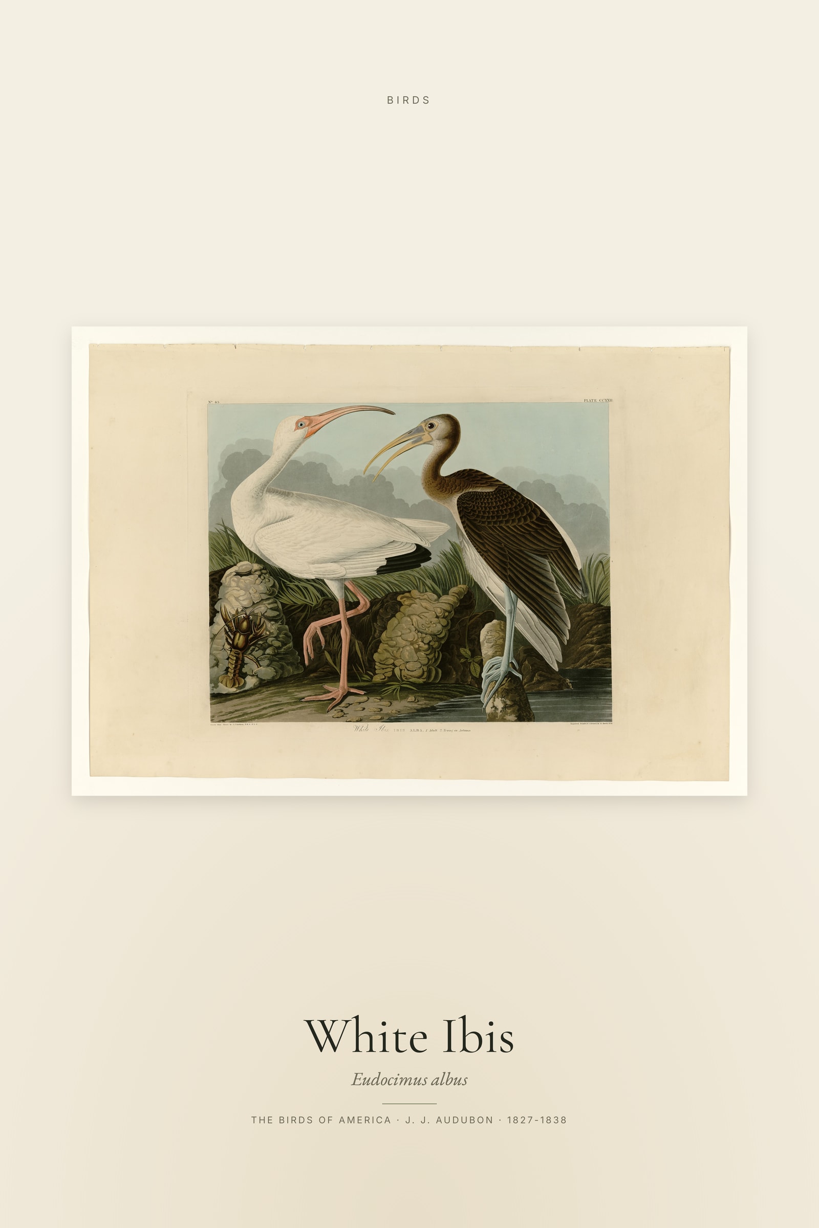 White Ibis