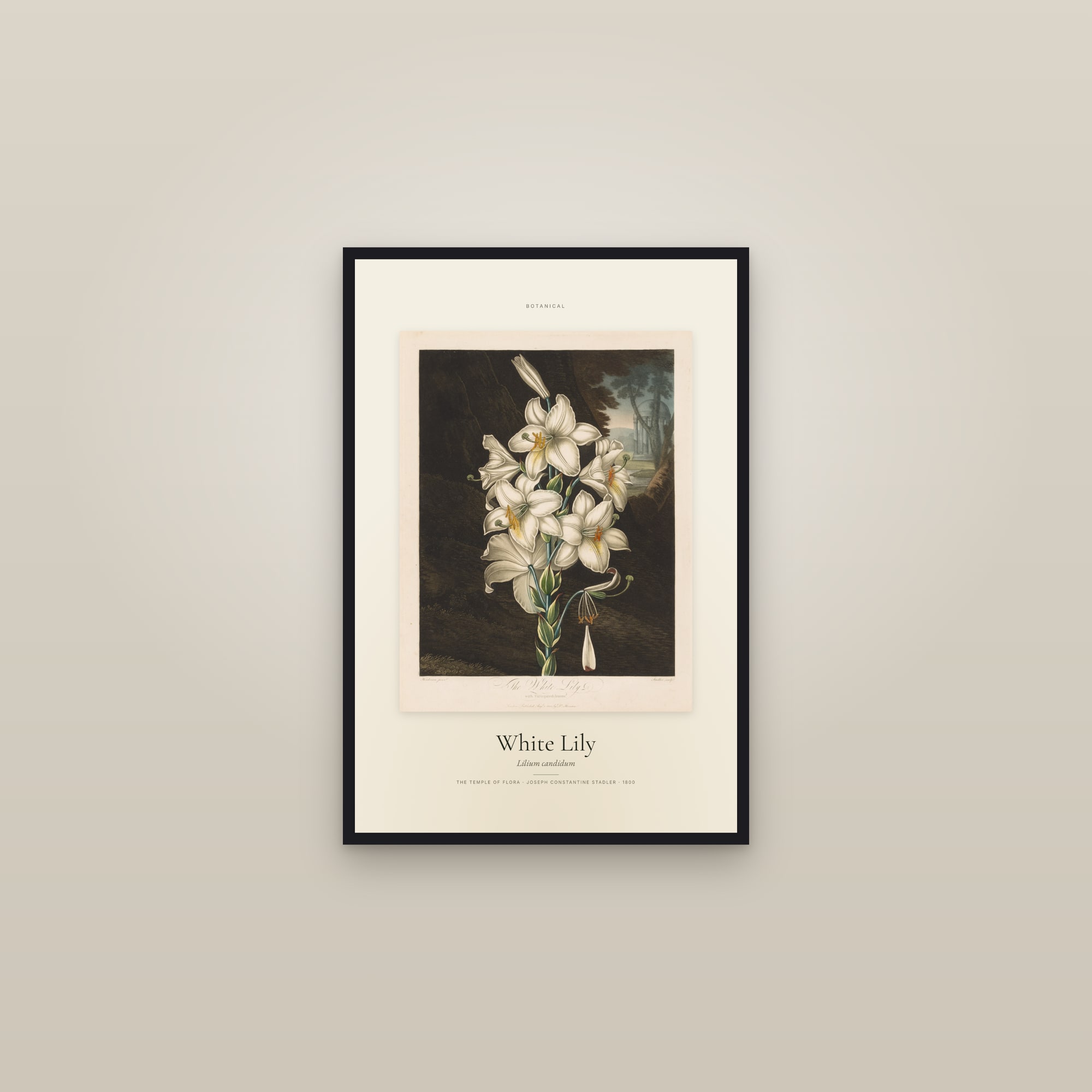 White Lily — Specimen — framed in a gallery setting