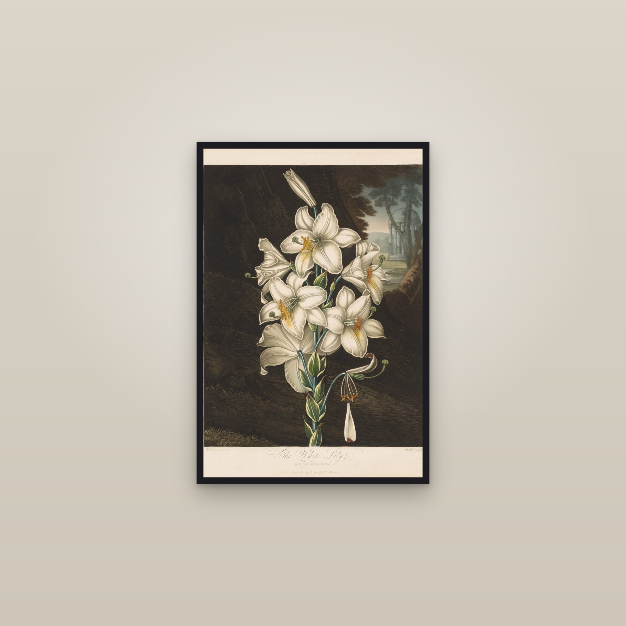 White Lily