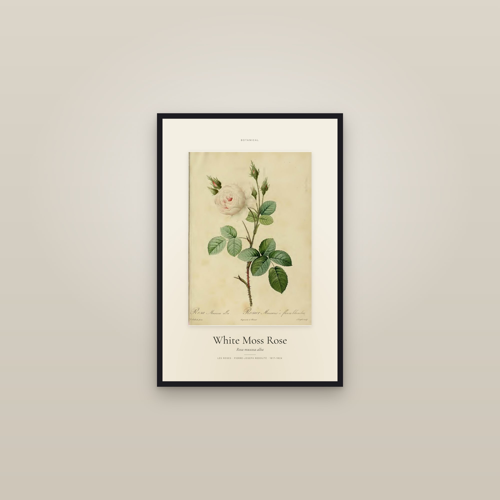 White Moss Rose — Specimen