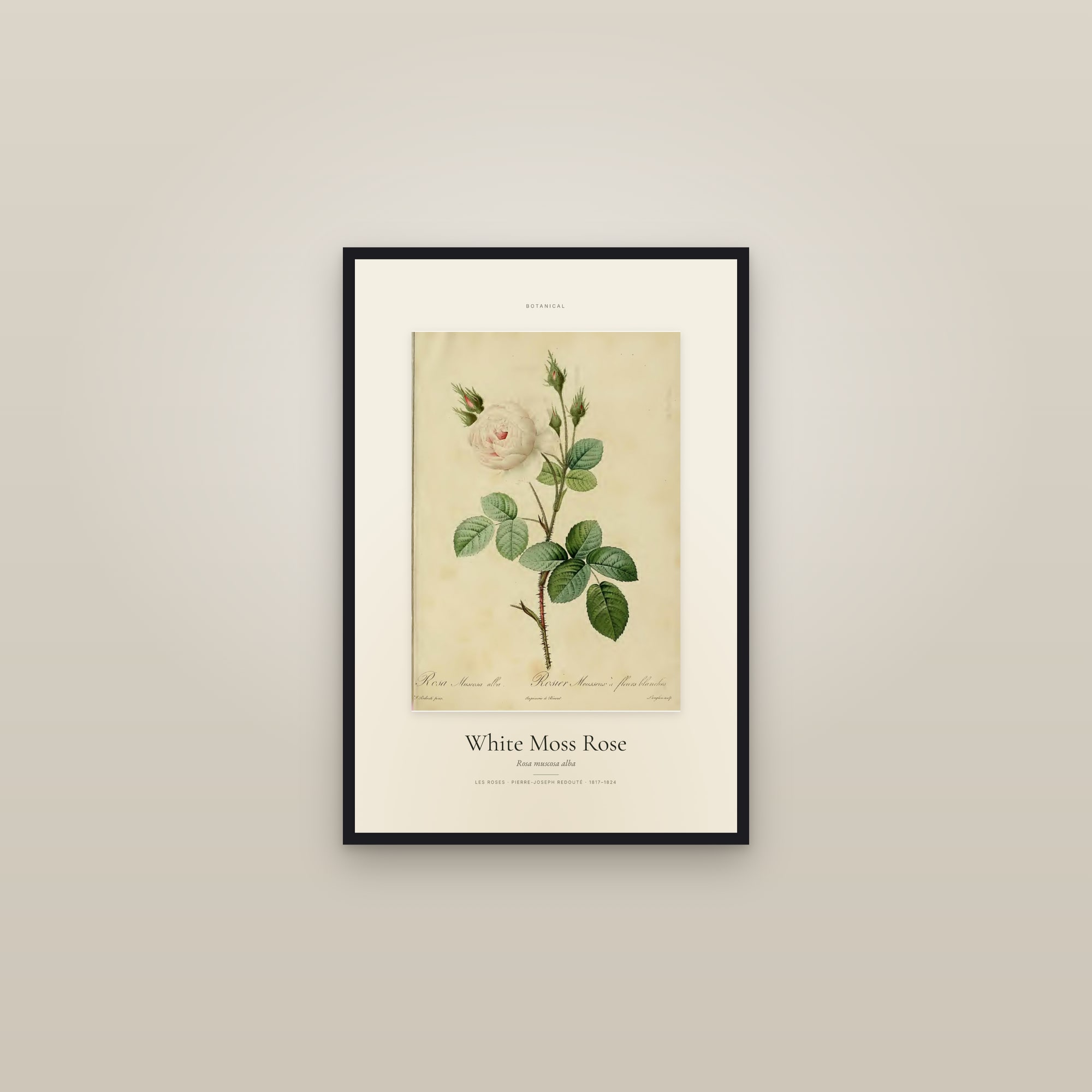 White Moss Rose — Specimen — framed in a gallery setting