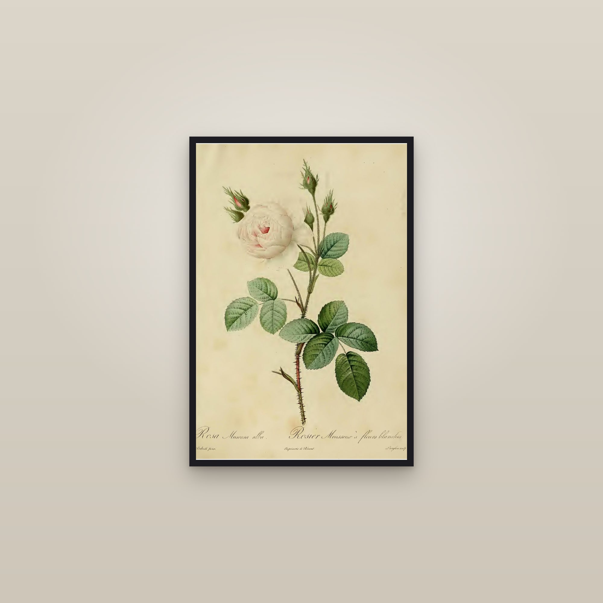 White Moss Rose — framed in a gallery setting