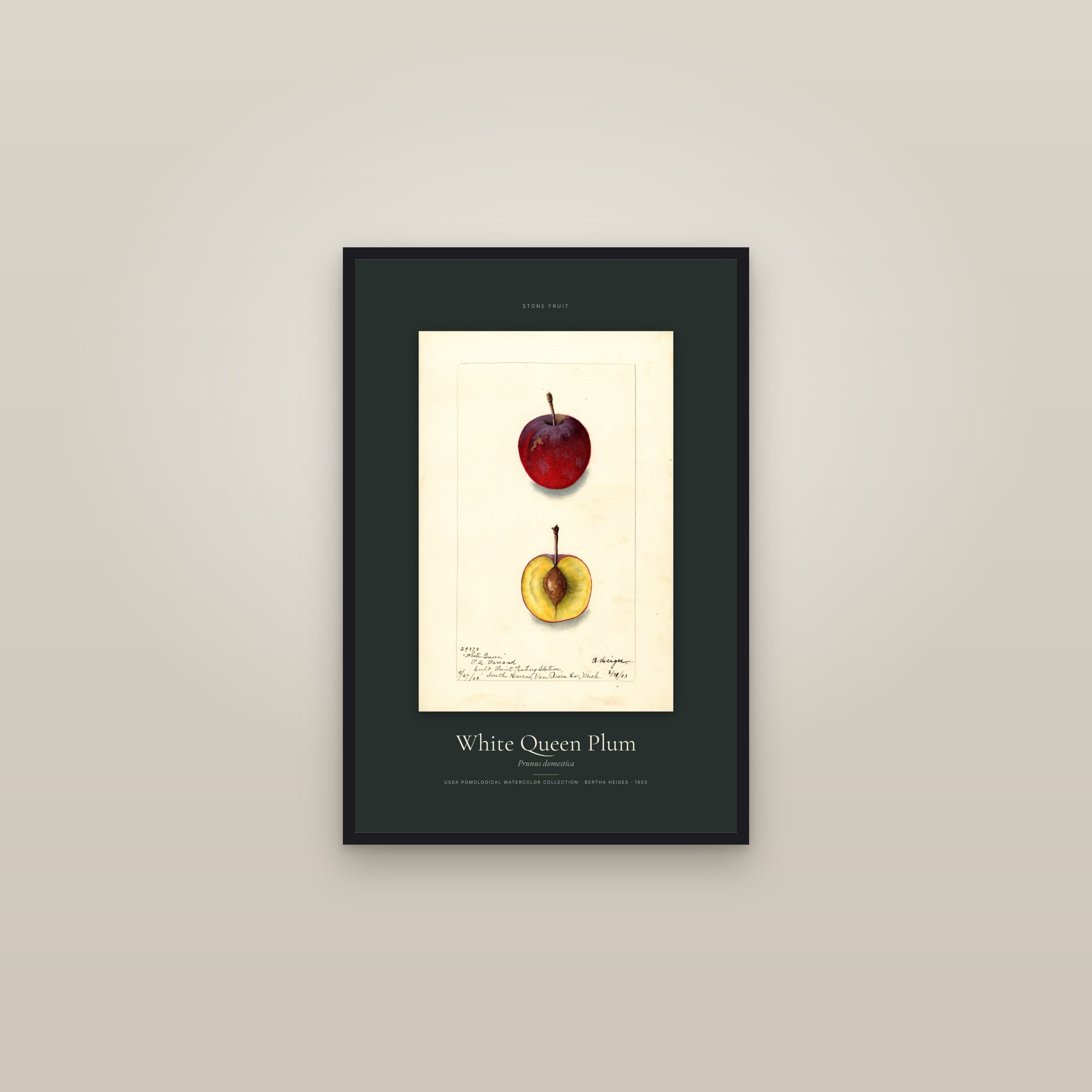White Queen Plum — Specimen — framed in a gallery setting