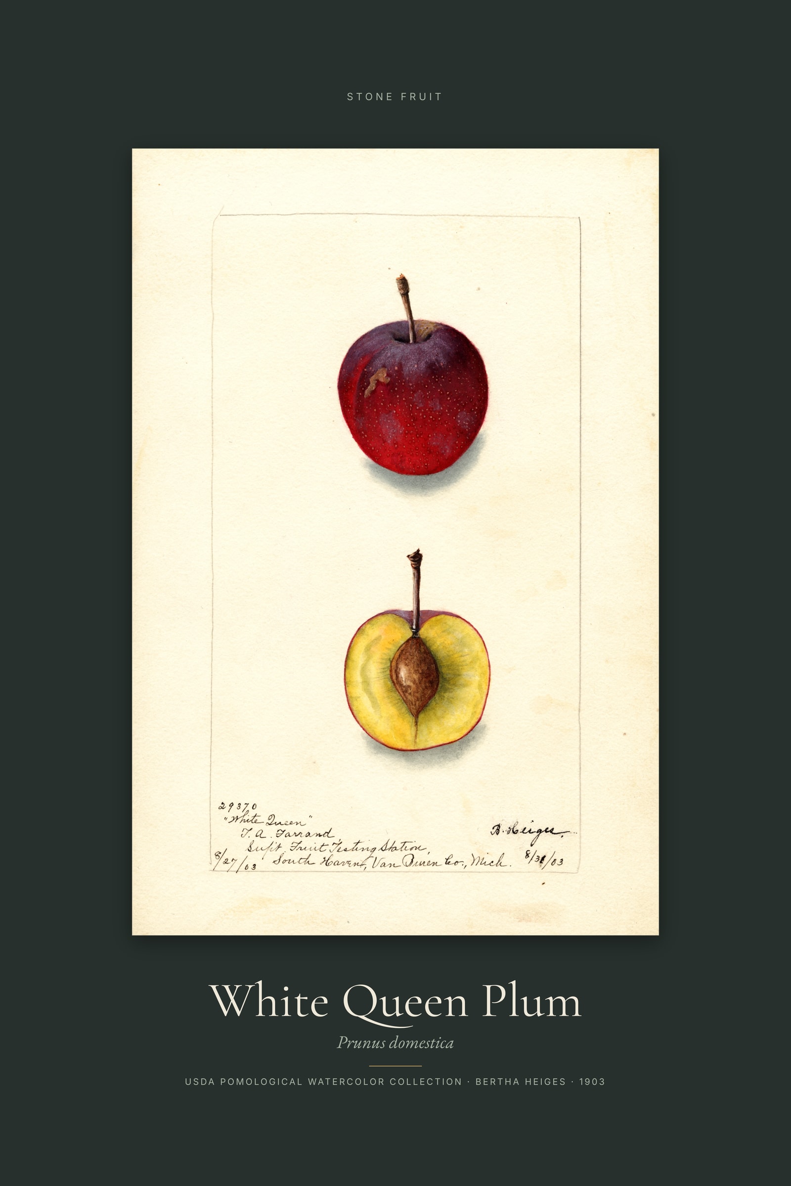 White Queen Plum — Specimen