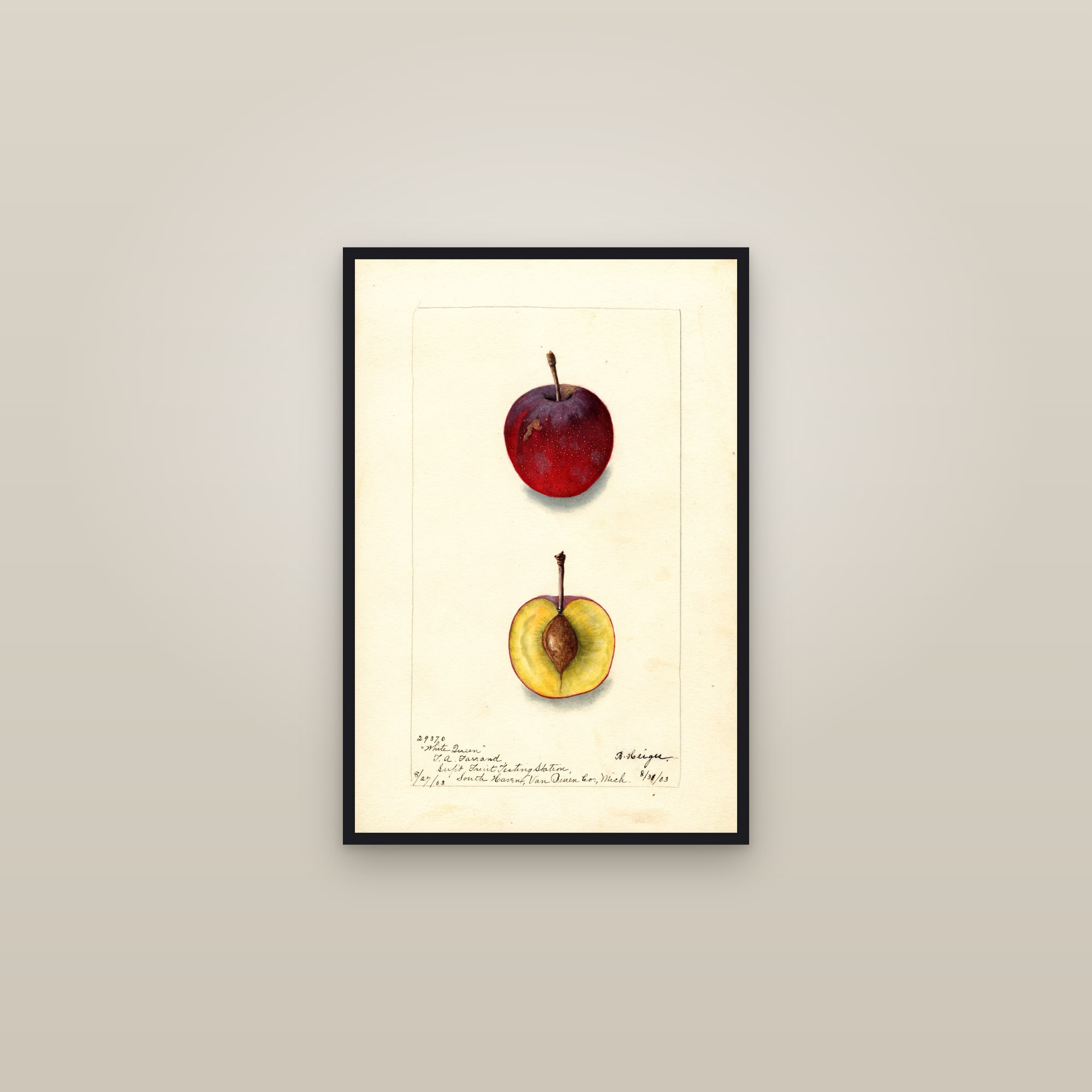 White Queen Plum — framed in a gallery setting