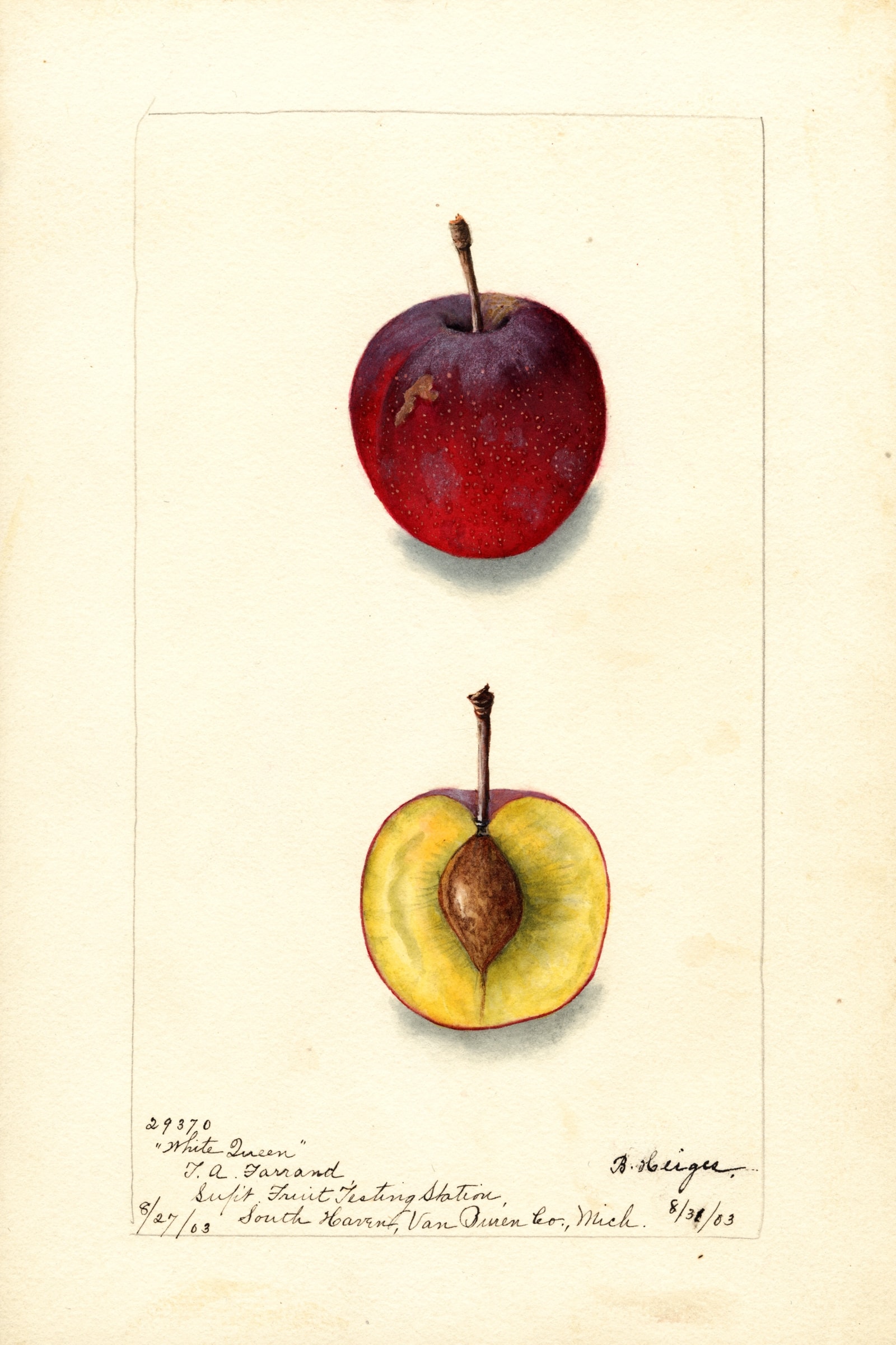 White Queen Plum
