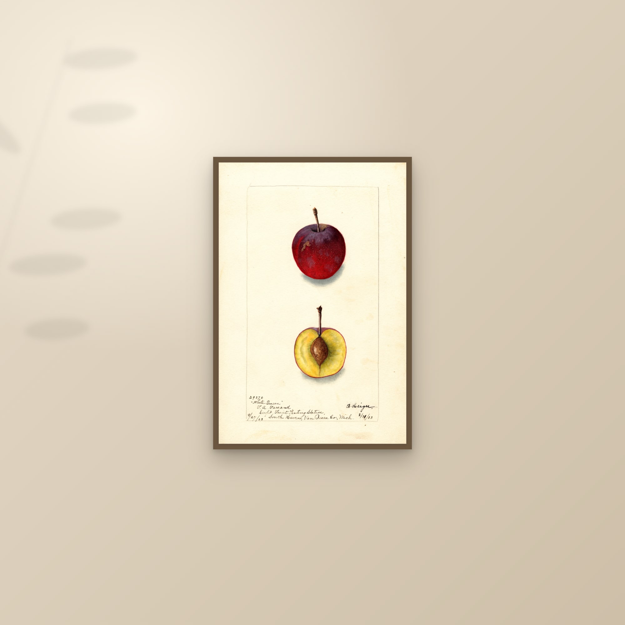 White Queen Plum — framed and styled on a sunlit wall