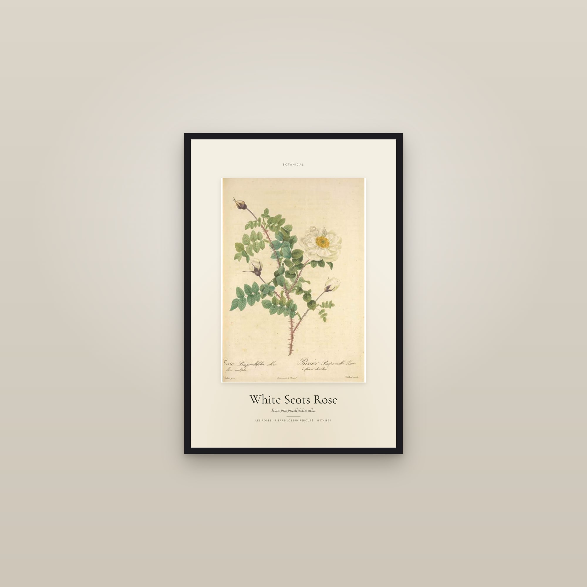 White Scots Rose — Specimen — framed in a gallery setting