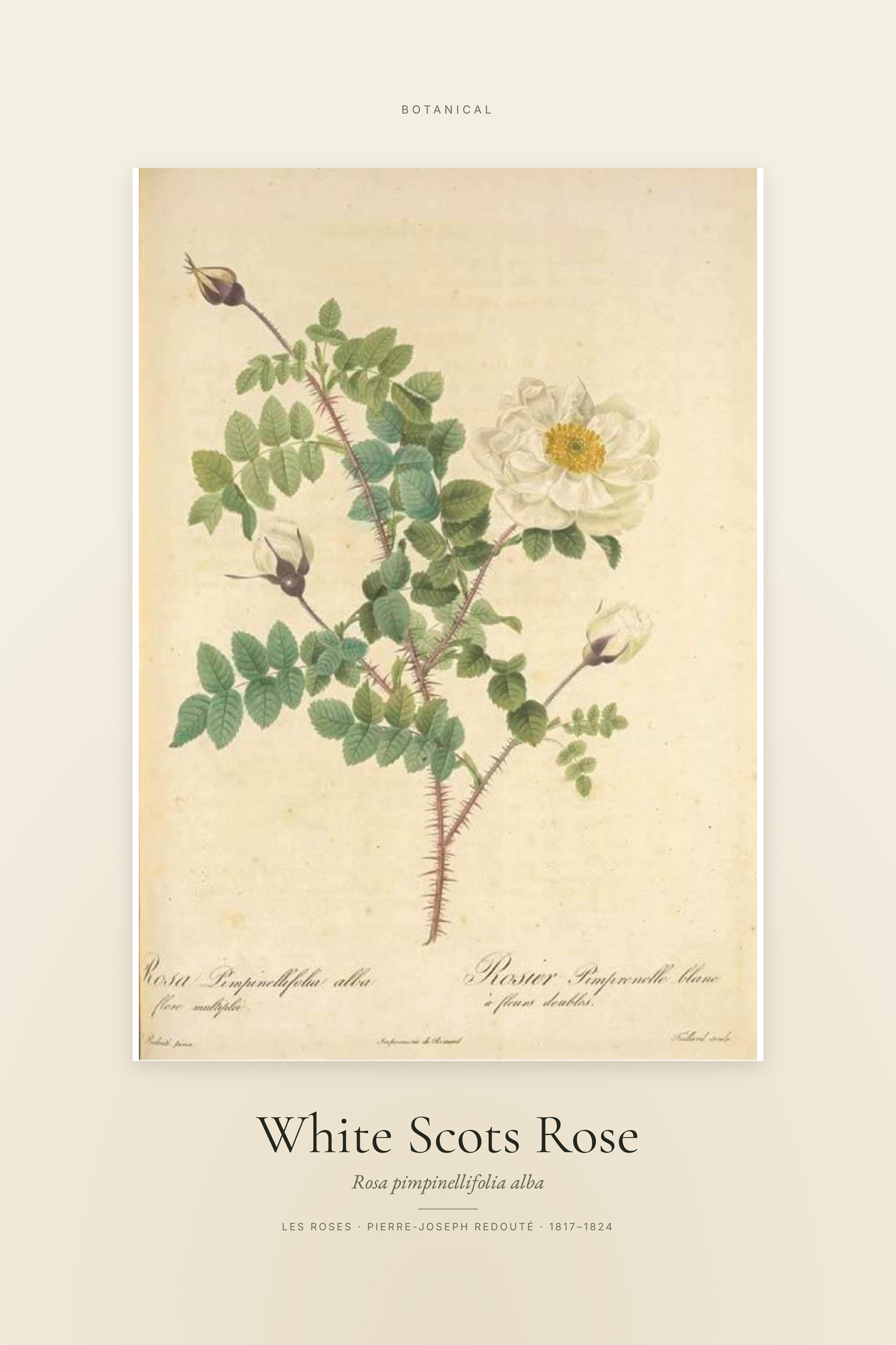 White Scots Rose — Specimen