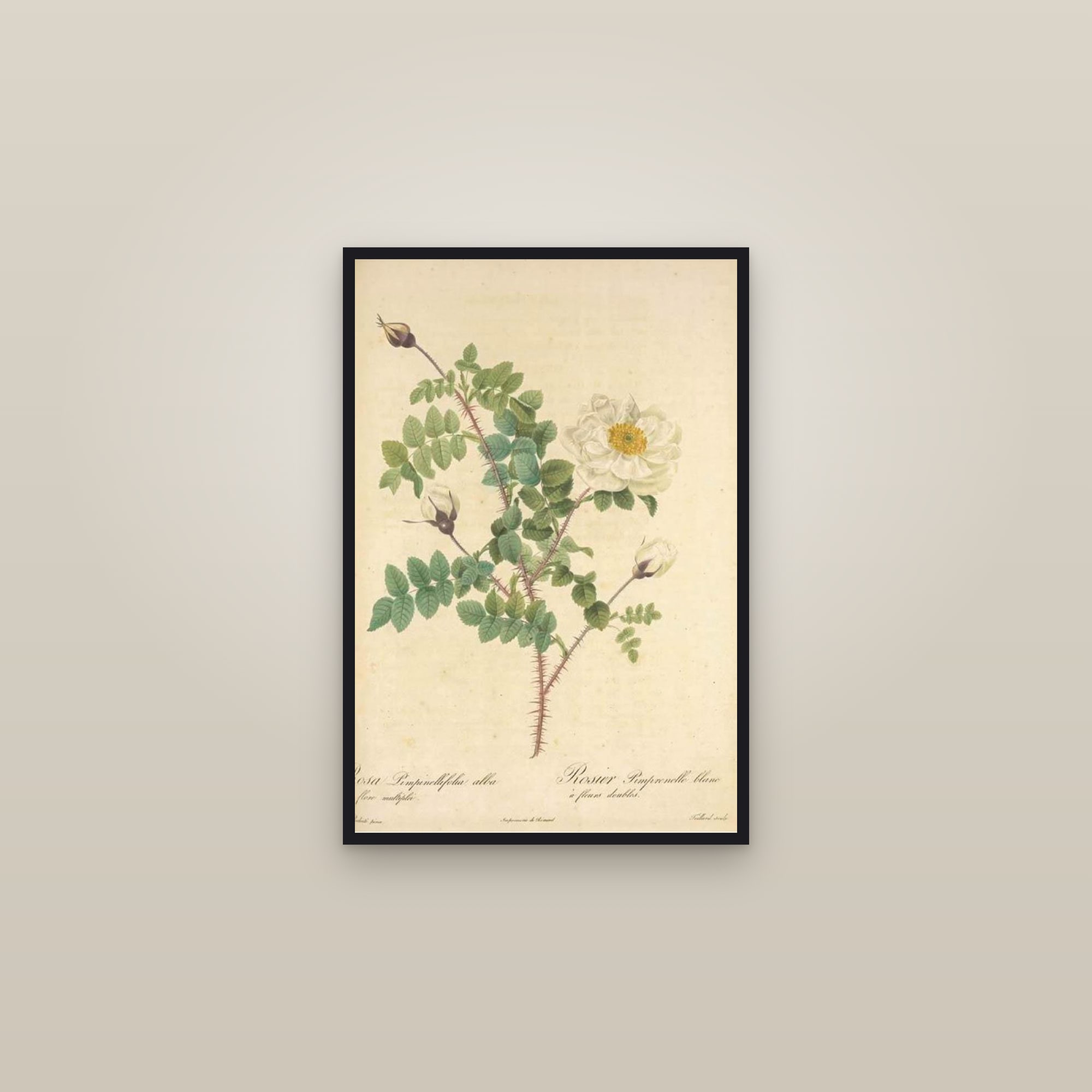 White Scots Rose — framed in a gallery setting