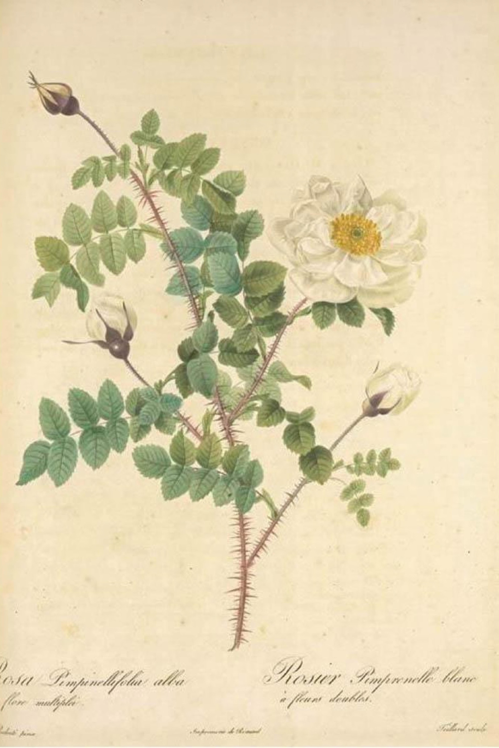 White Scots Rose