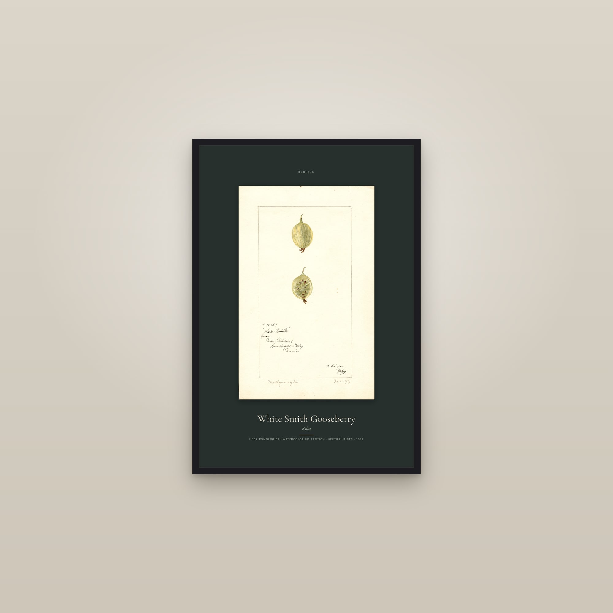 White Smith Gooseberry — Specimen — framed in a gallery setting
