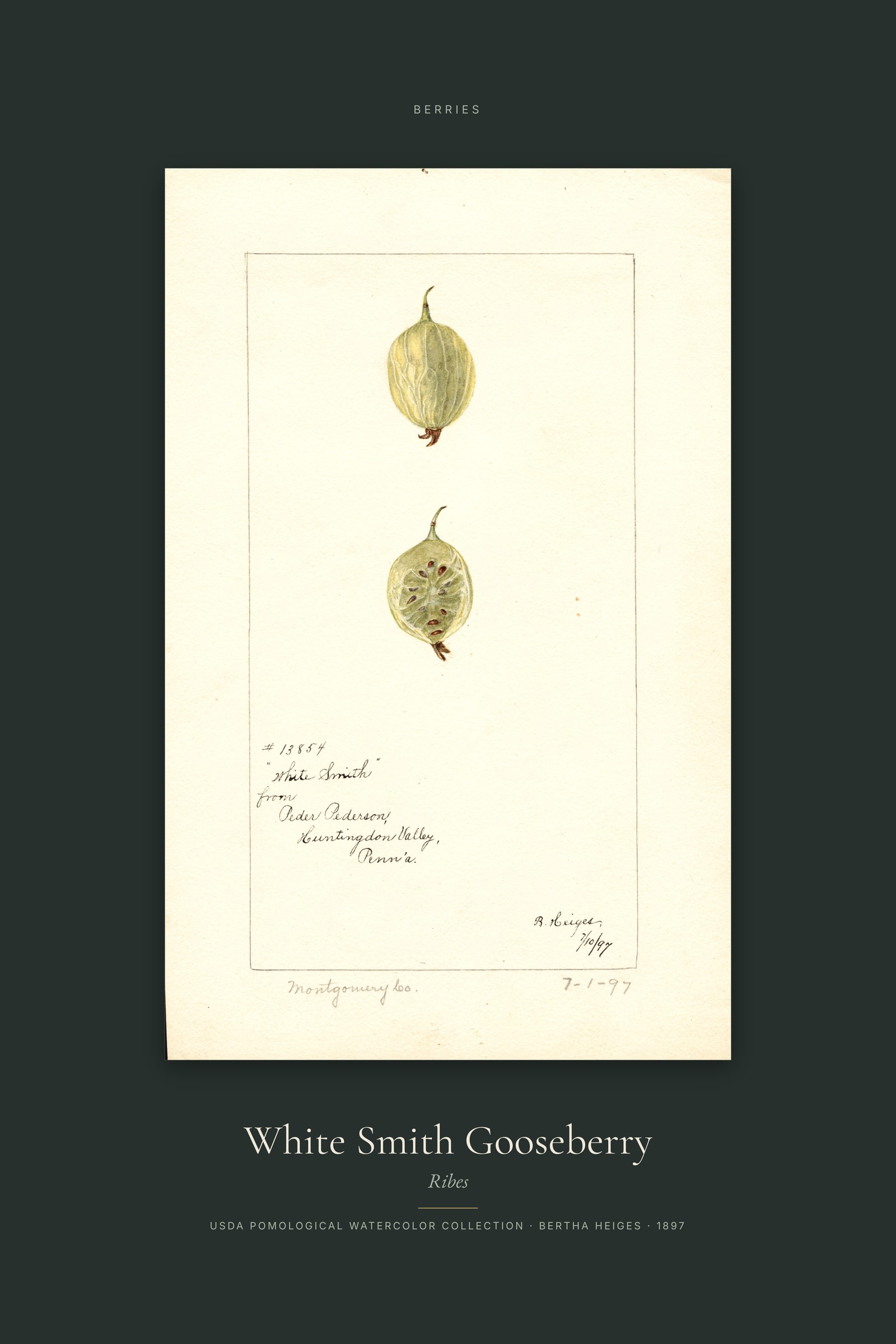 White Smith Gooseberry — Specimen