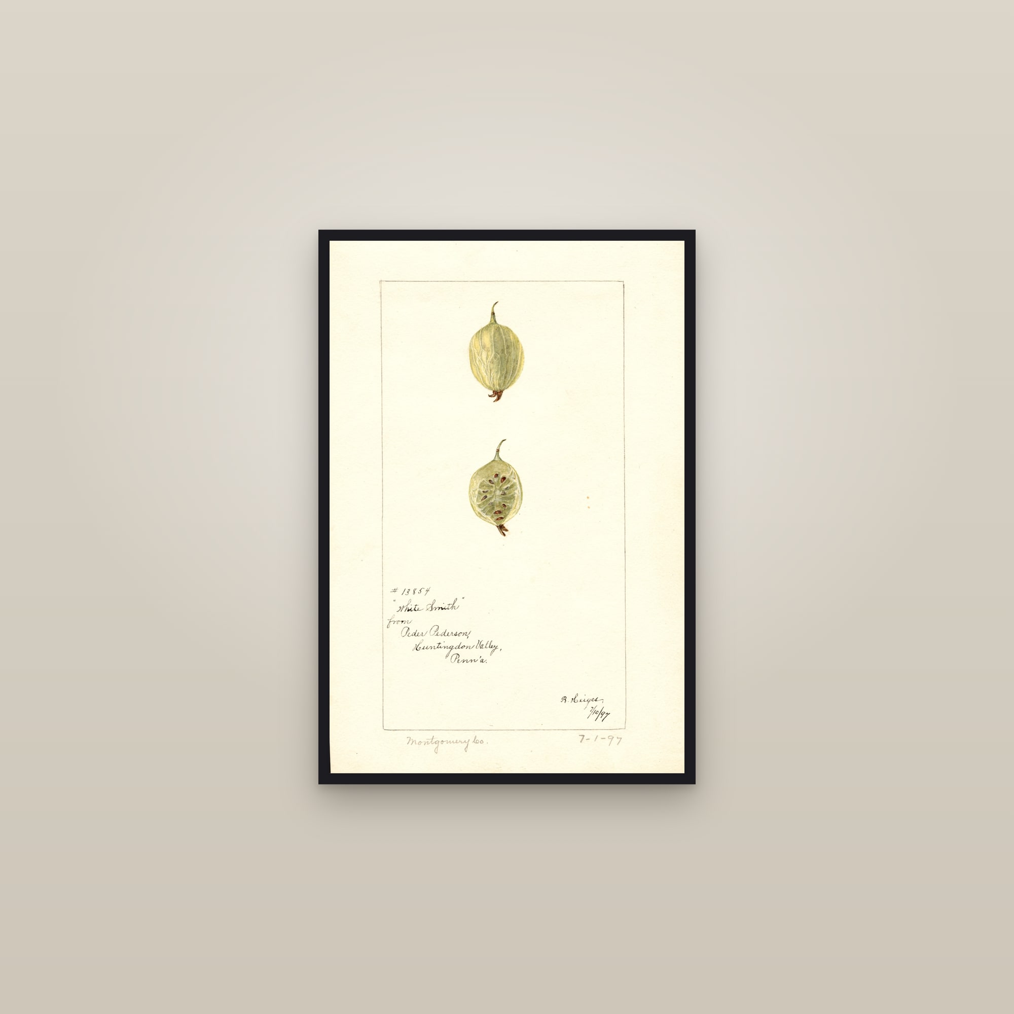 White Smith Gooseberry — framed in a gallery setting