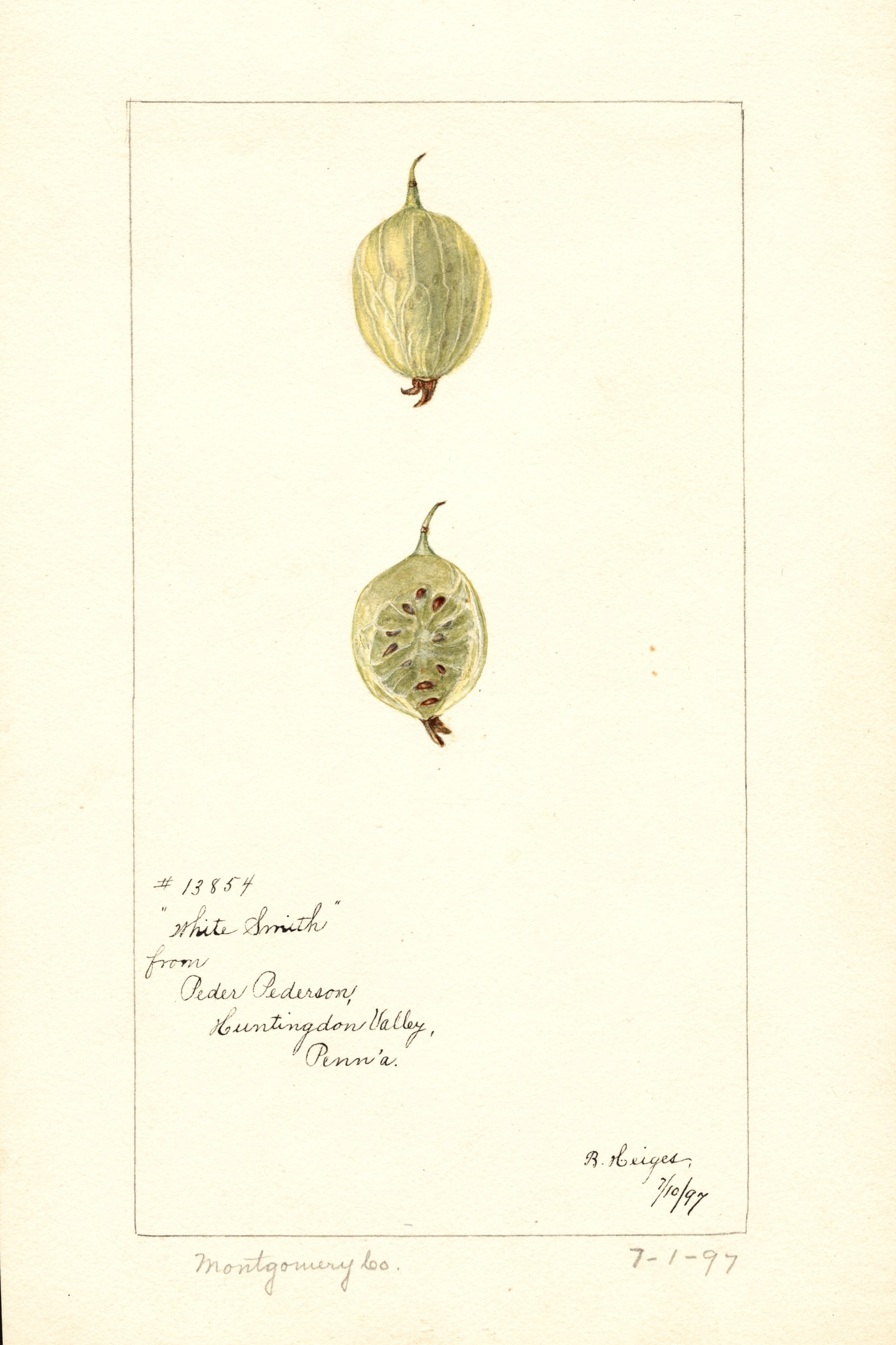 White Smith Gooseberry