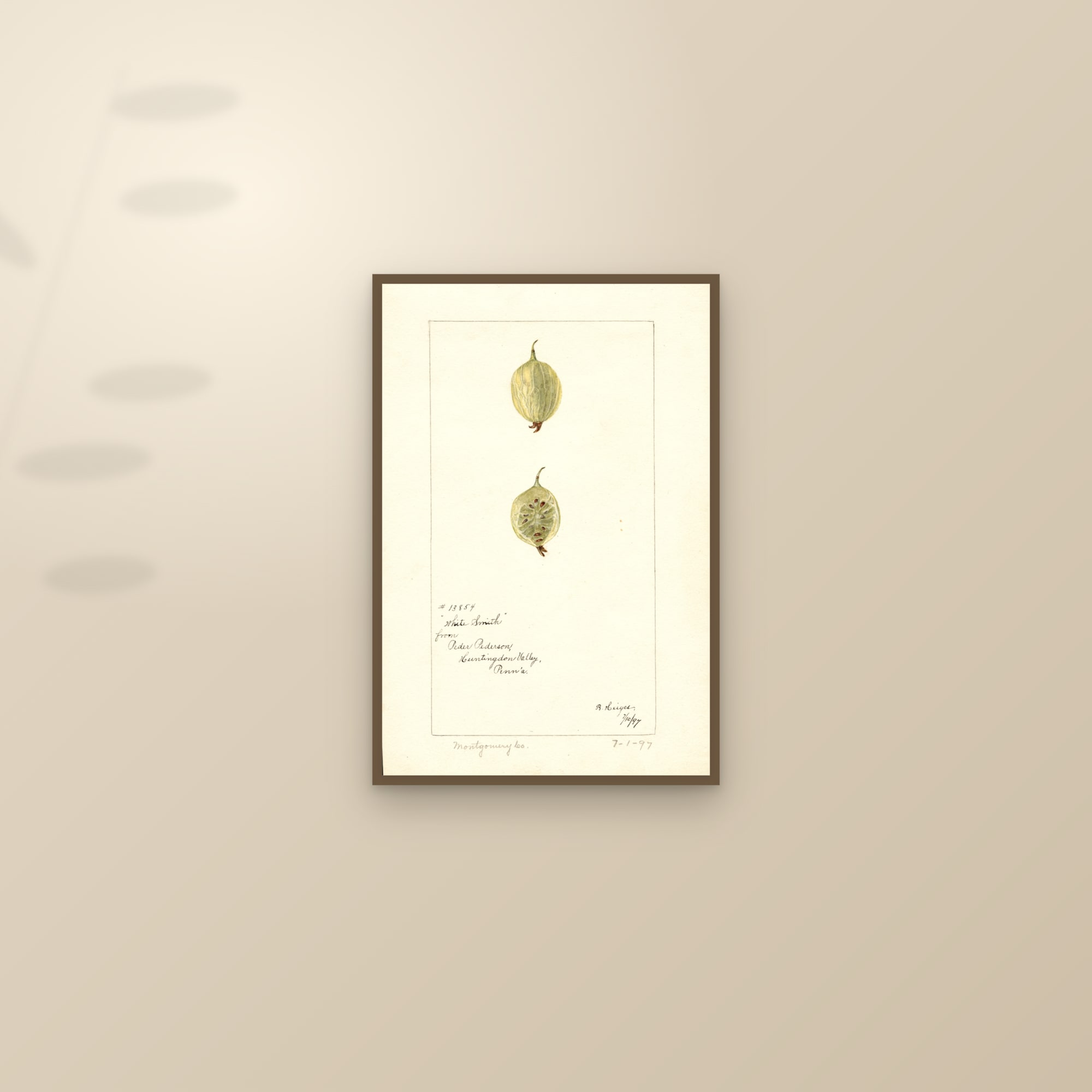 White Smith Gooseberry — framed and styled on a sunlit wall