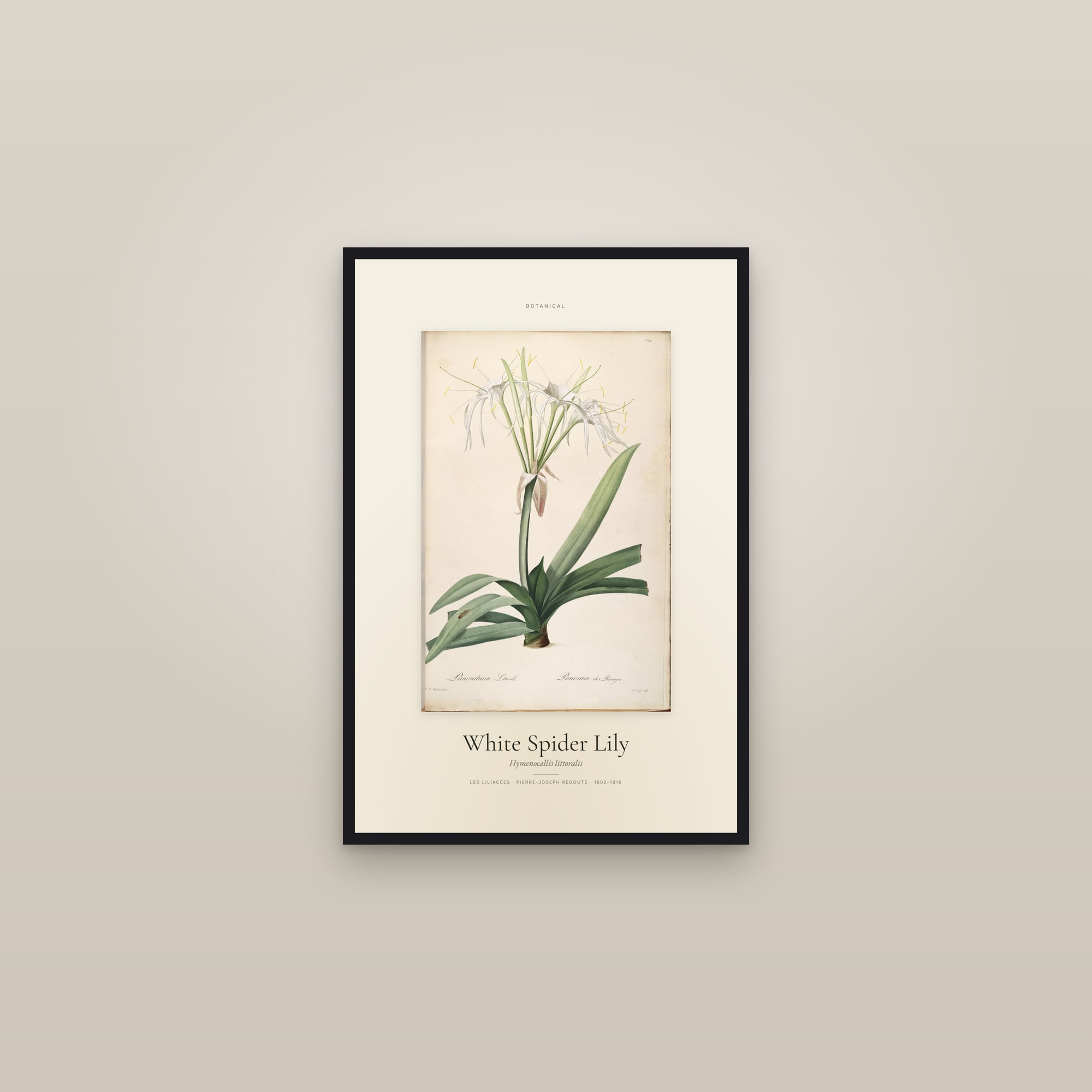 White Spider Lily — Specimen — framed in a gallery setting
