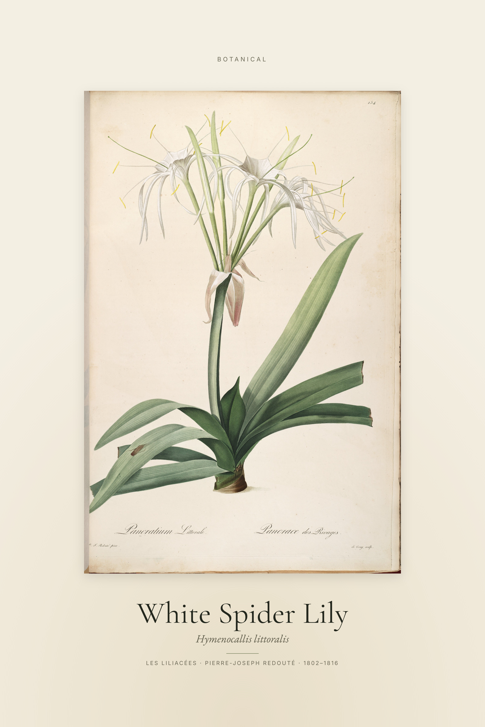 White Spider Lily — Specimen