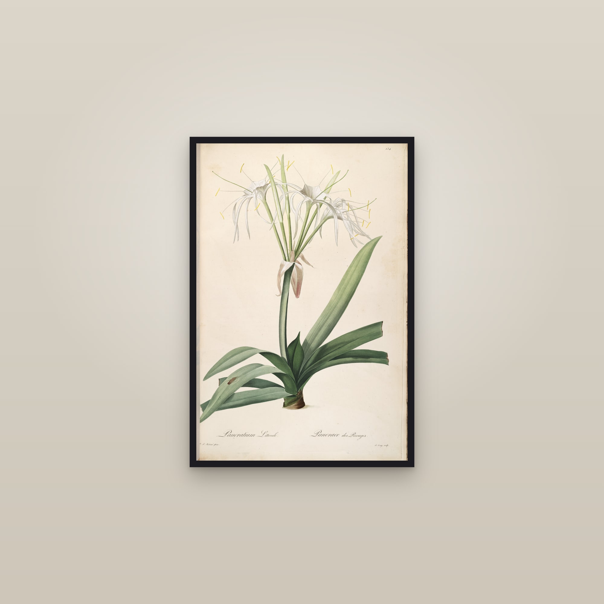 White Spider Lily — framed in a gallery setting