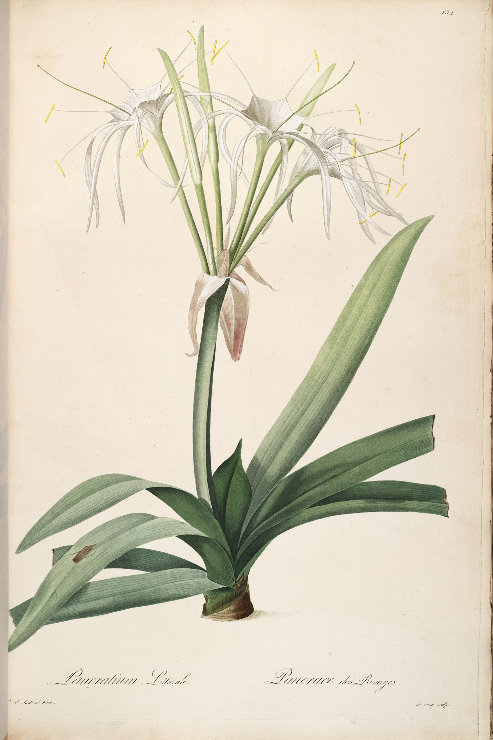 White Spider Lily