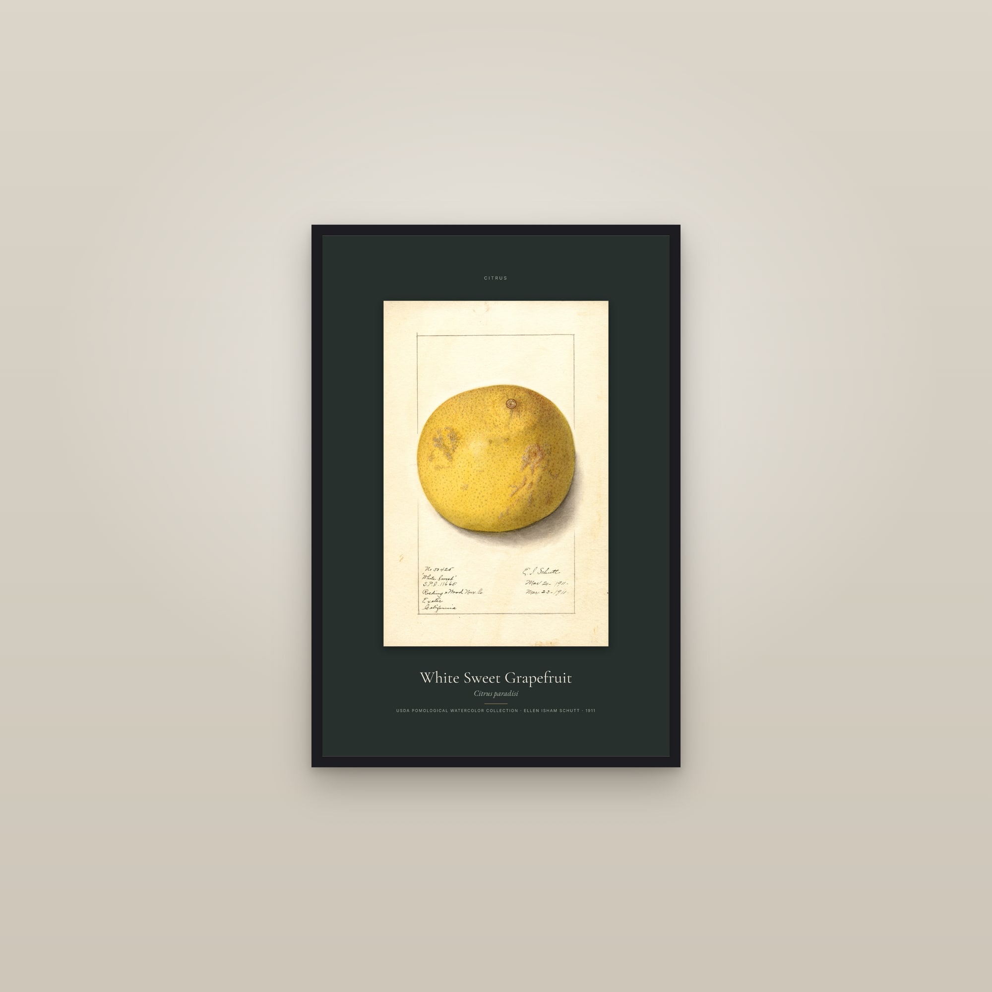 White Sweet Grapefruit — Specimen — framed in a gallery setting