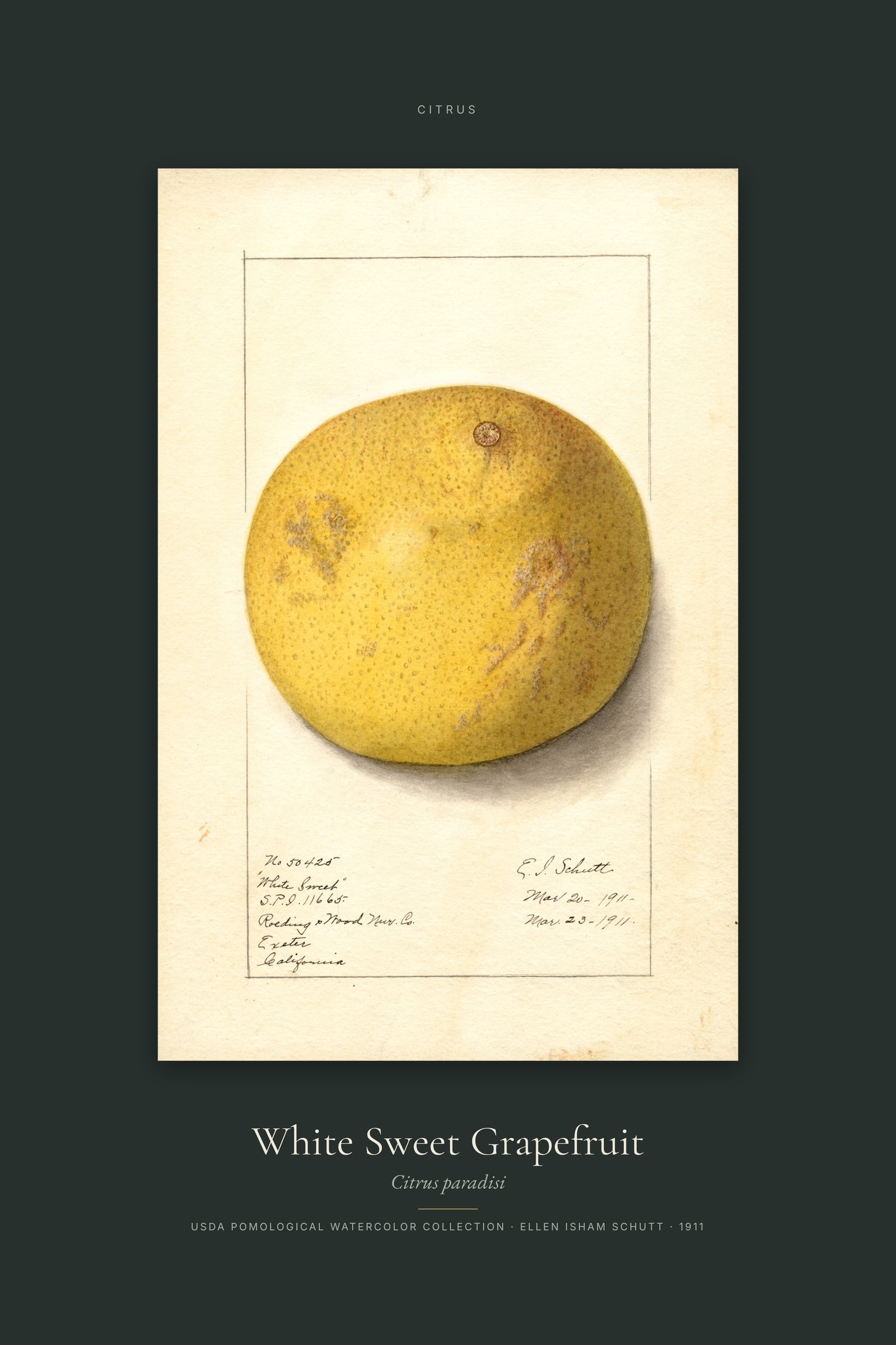 White Sweet Grapefruit — Specimen