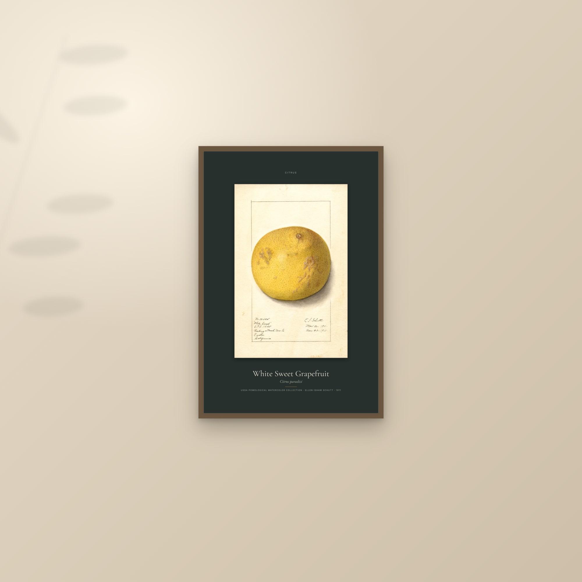 White Sweet Grapefruit — Specimen — framed and styled on a sunlit wall