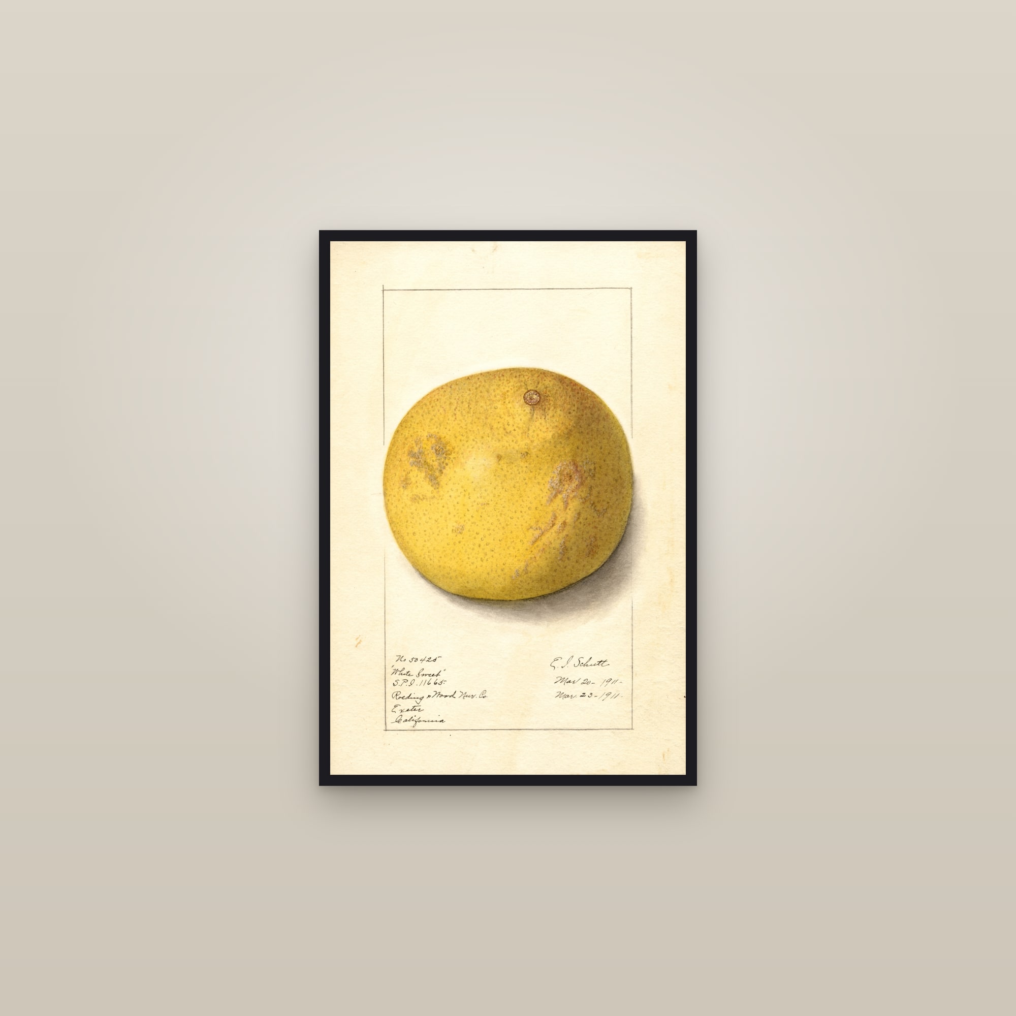 White Sweet Grapefruit — framed in a gallery setting