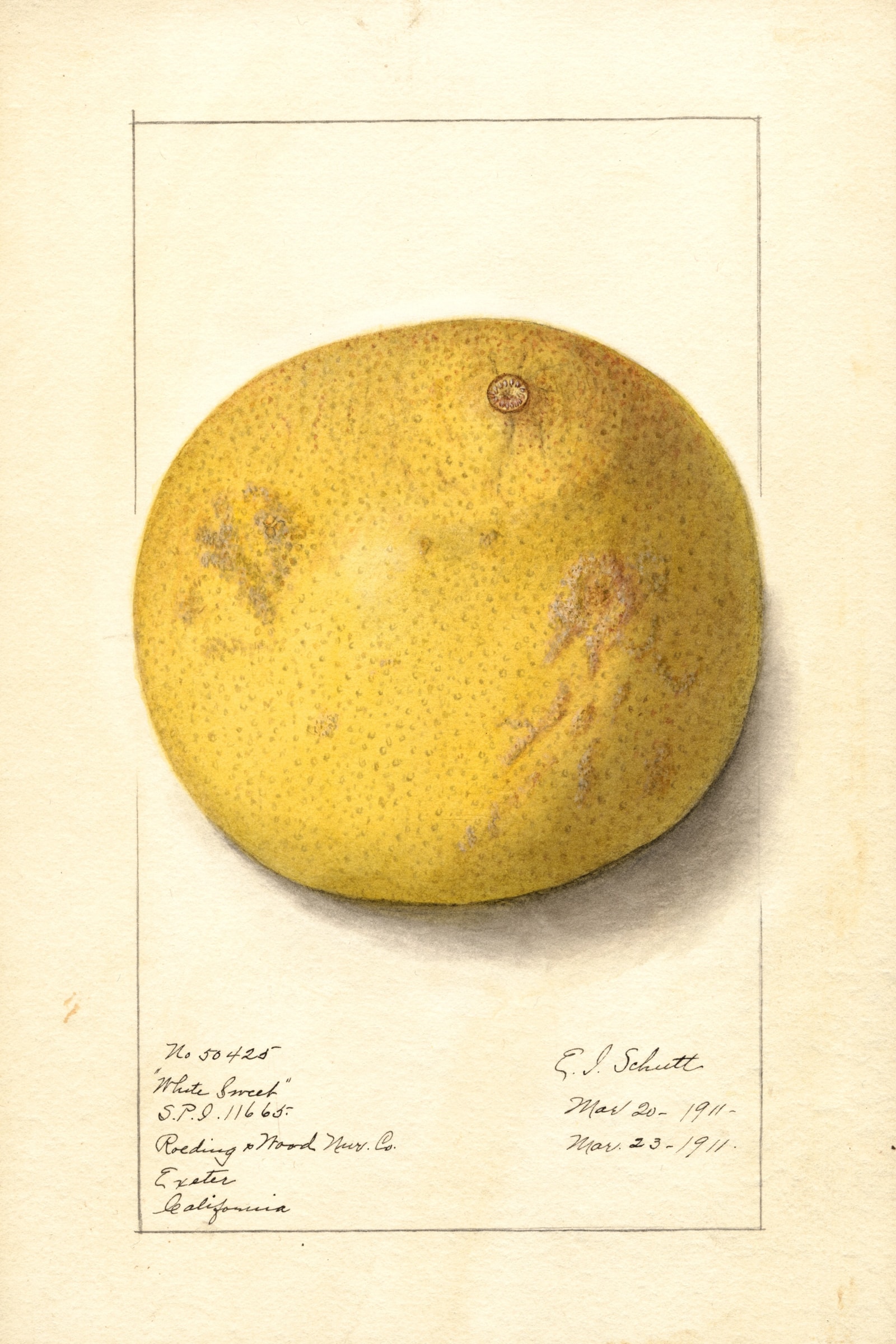 White Sweet Grapefruit