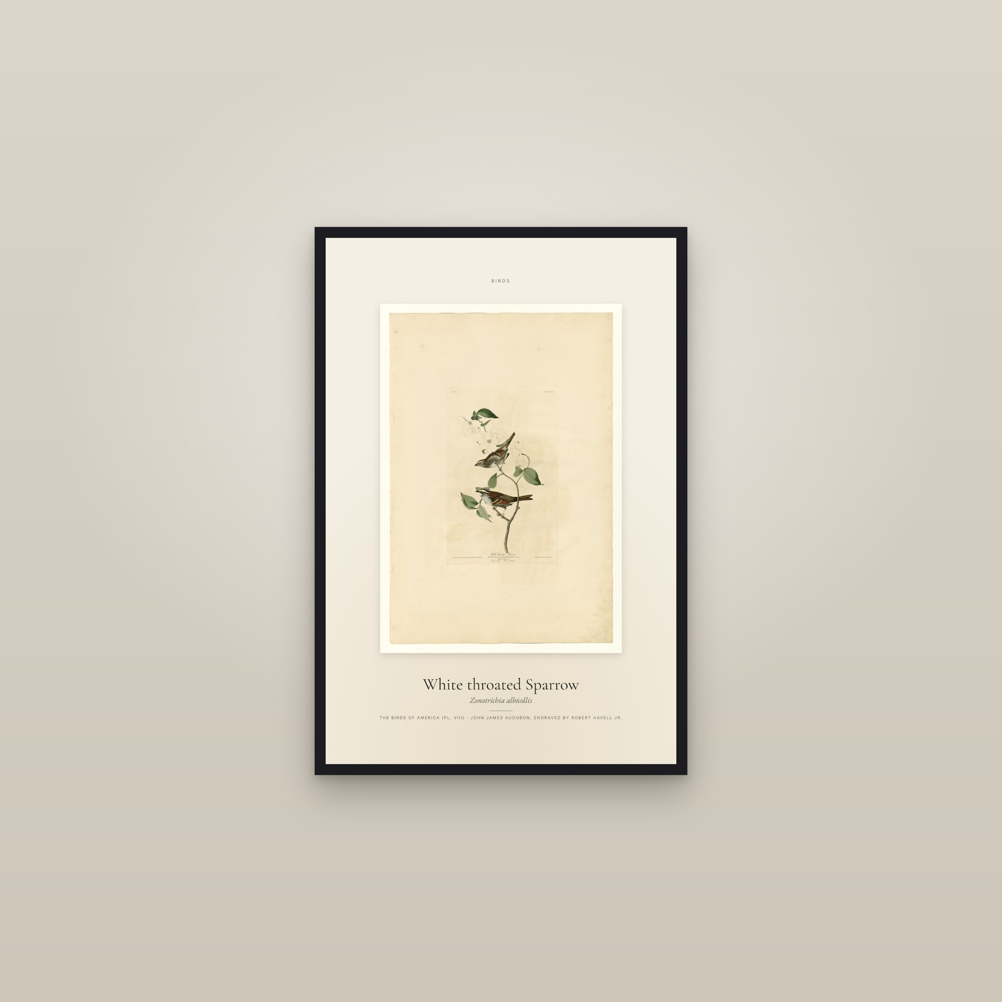 White throated Sparrow — Specimen — framed in a gallery setting