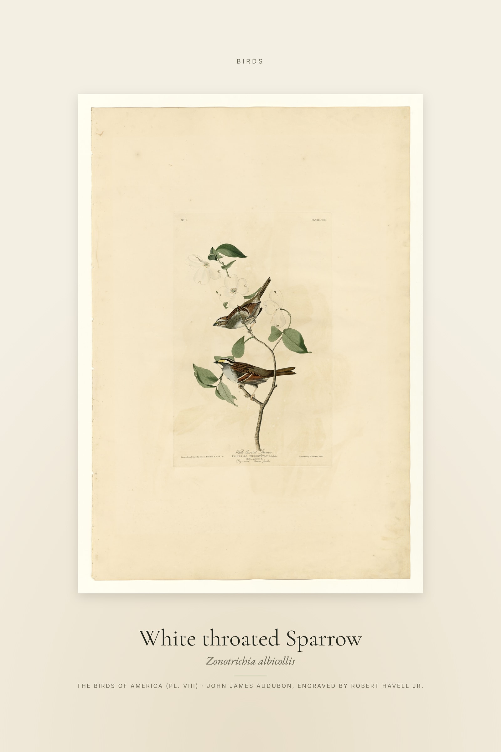 White throated Sparrow — Specimen