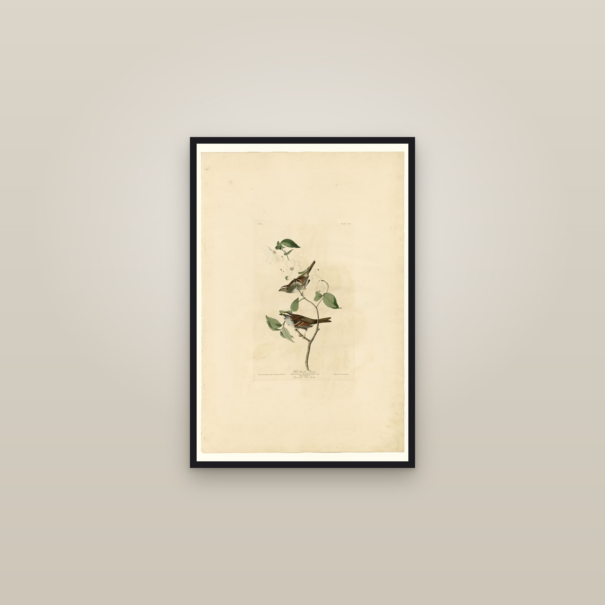 White throated Sparrow — framed in a gallery setting