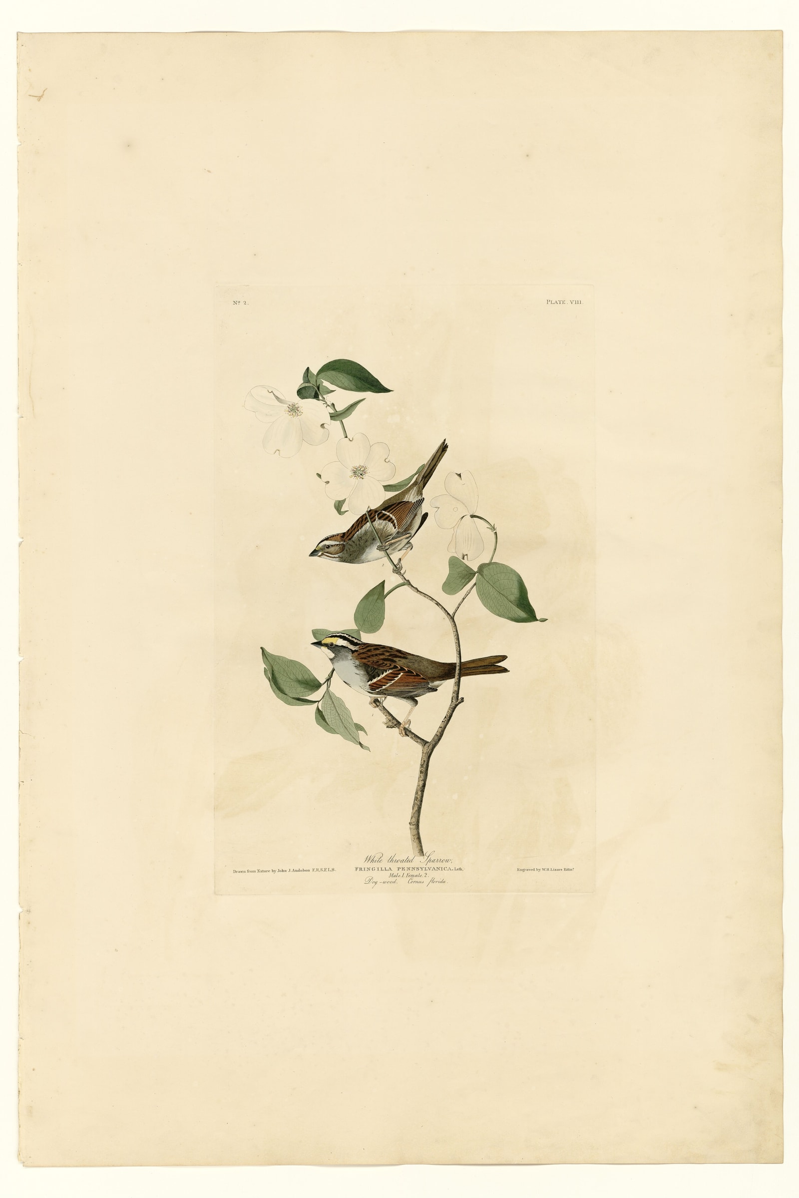 White throated Sparrow