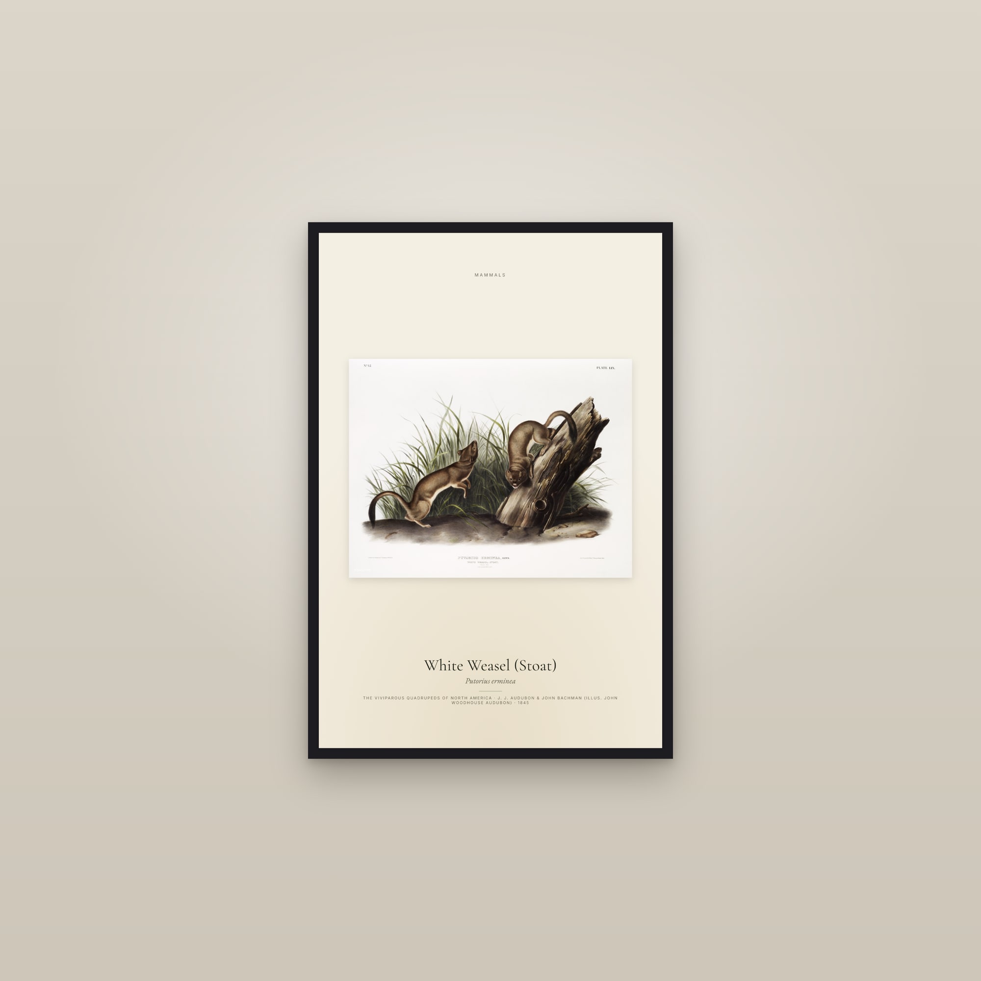 White Weasel (Stoat) — framed in a gallery setting