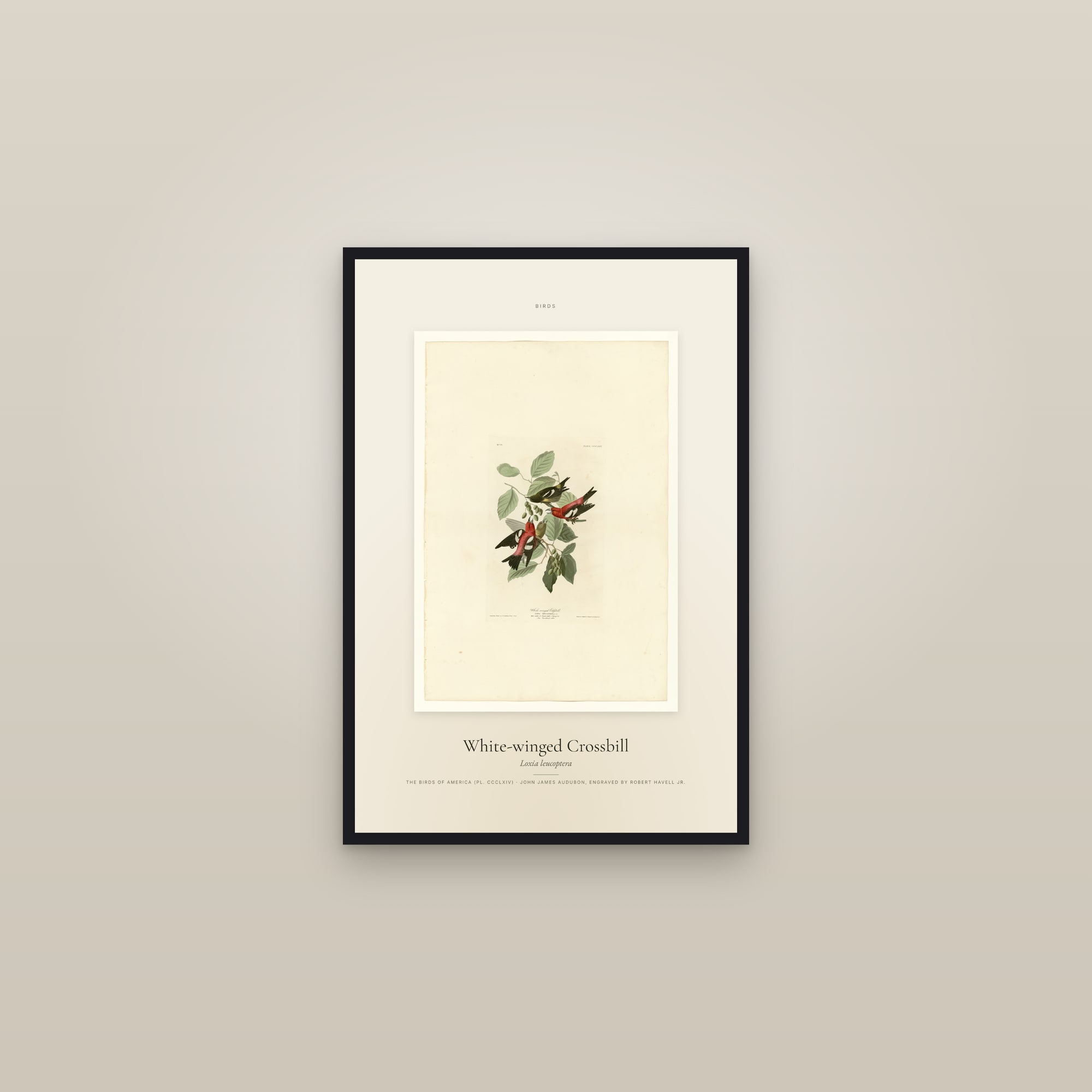 White-winged Crossbill — Specimen — framed in a gallery setting